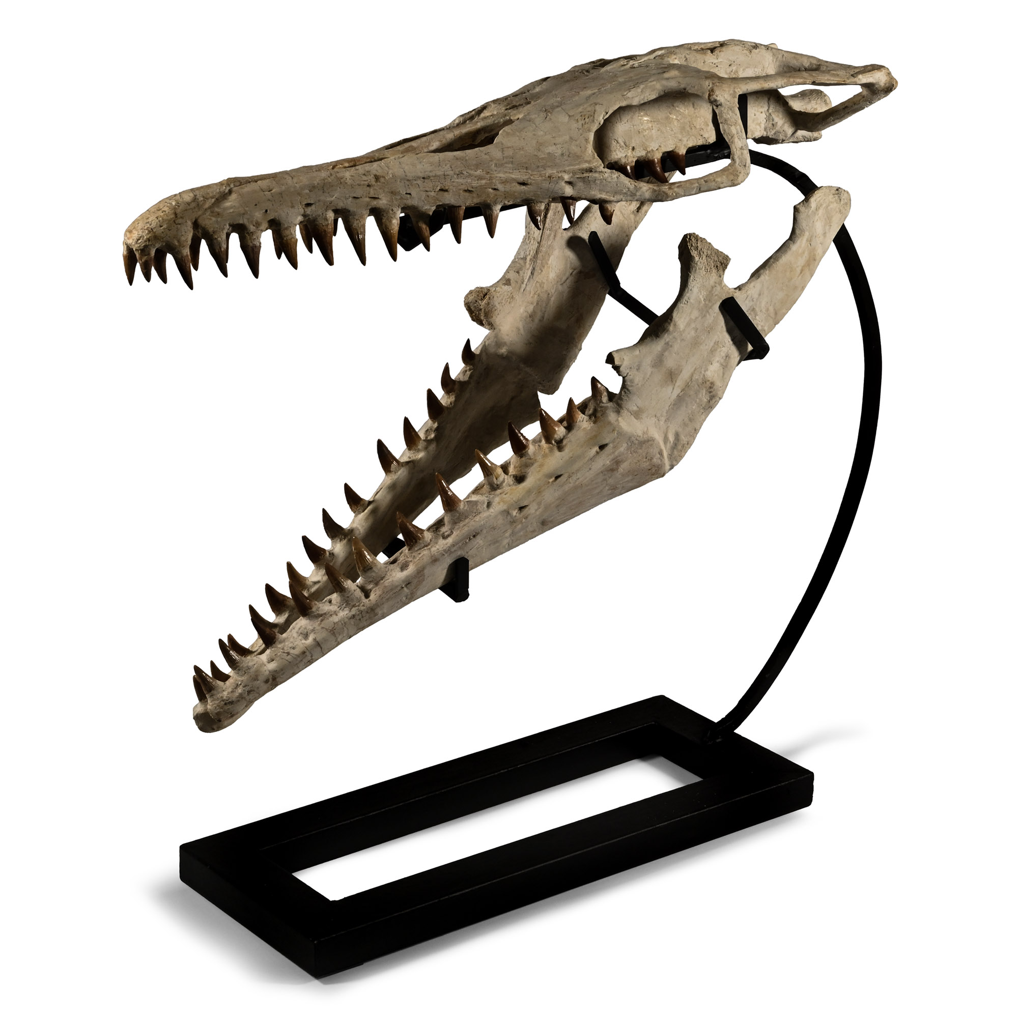 Mosasaur 'Marine Dinosaur' Skull