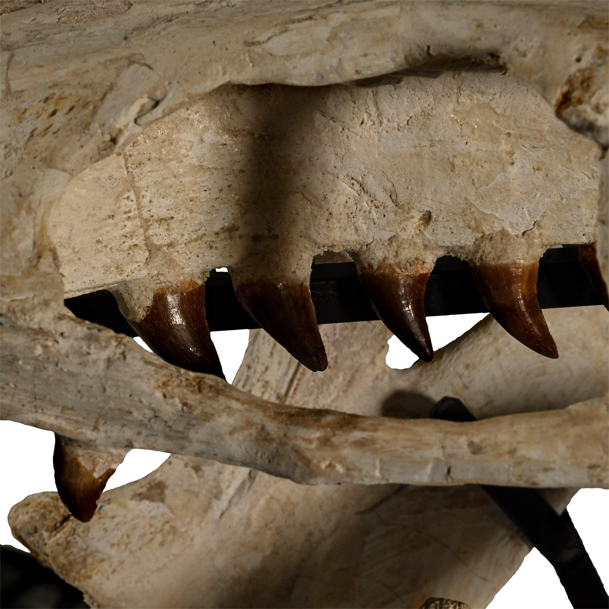 Mosasaur 'Marine Dinosaur' Skull