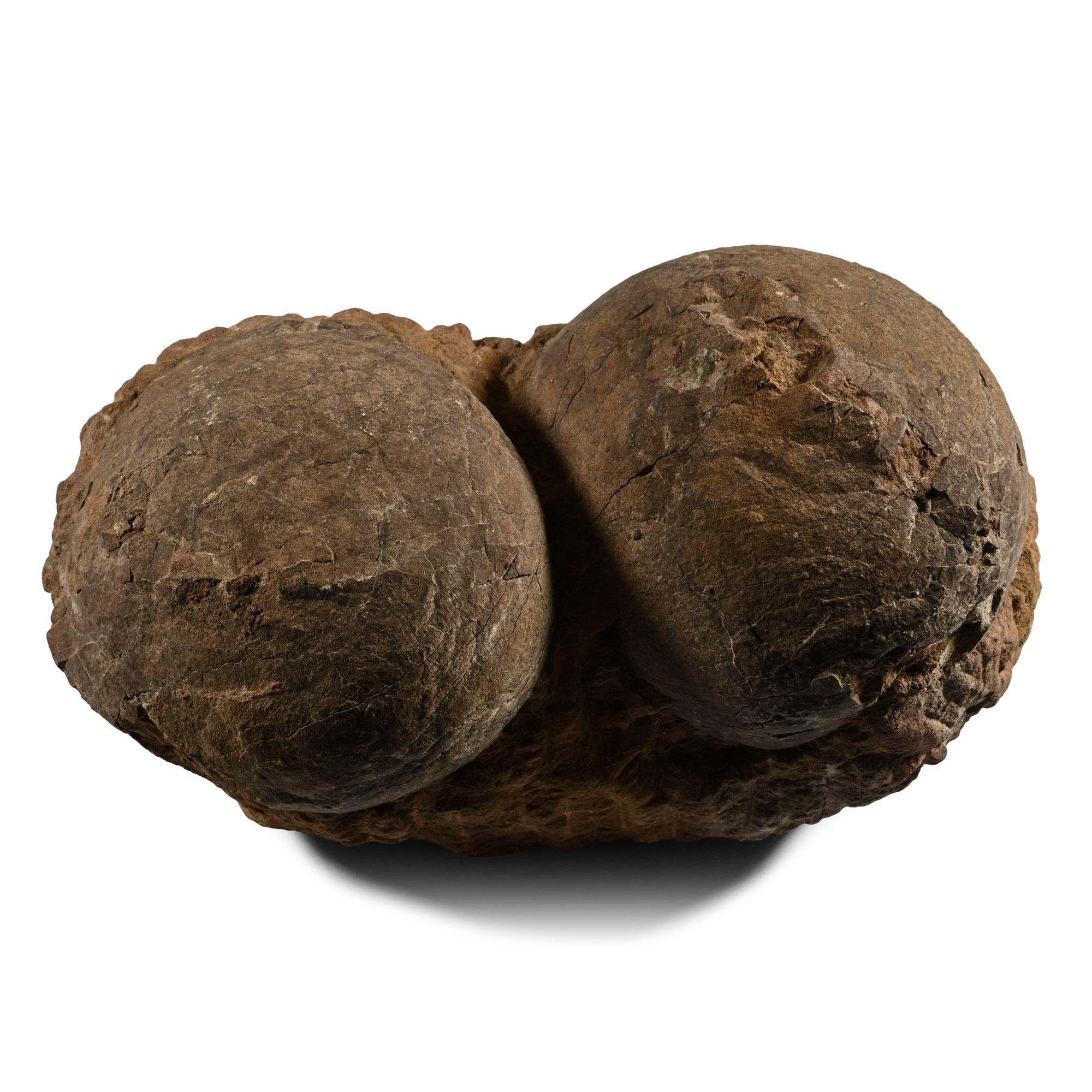 Fossil Hadrosaur Dinosaur Nest Egg Pair