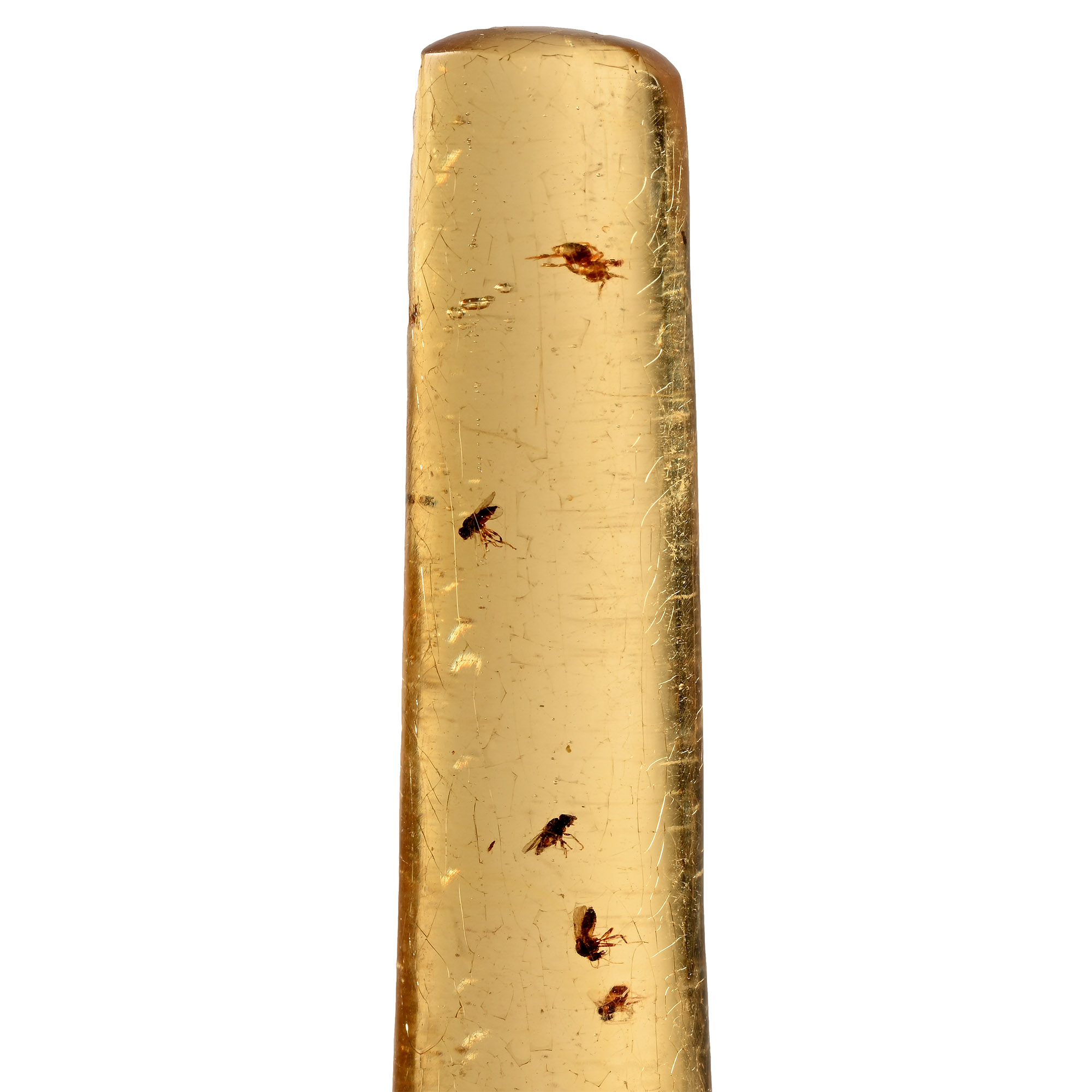 Insects in Copal