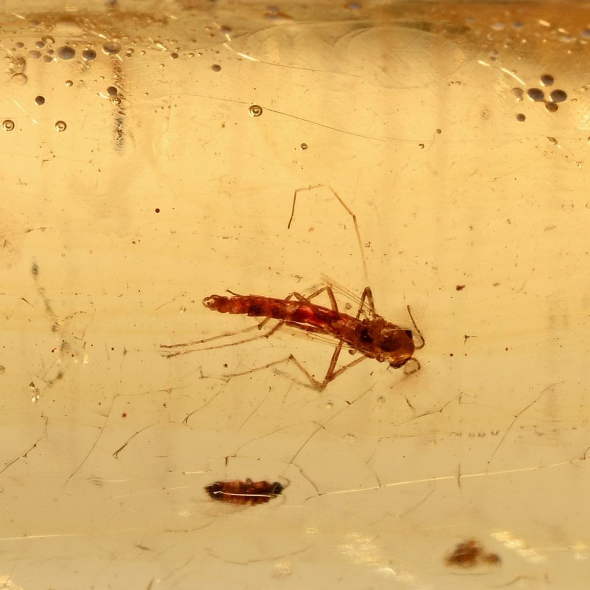 Insects in Copal