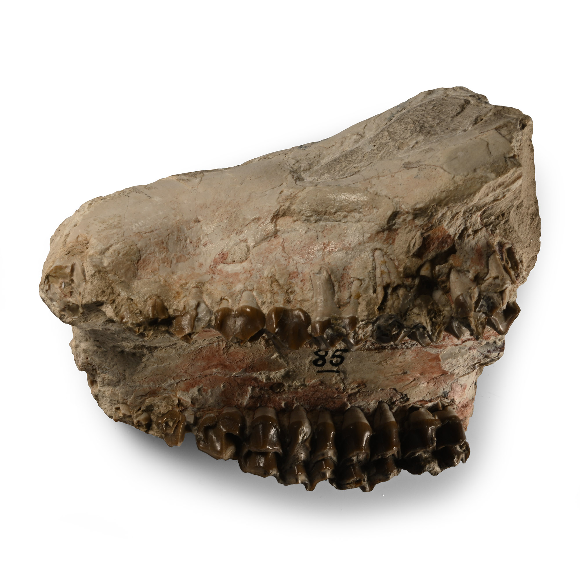 Fossil Oreodont Skull