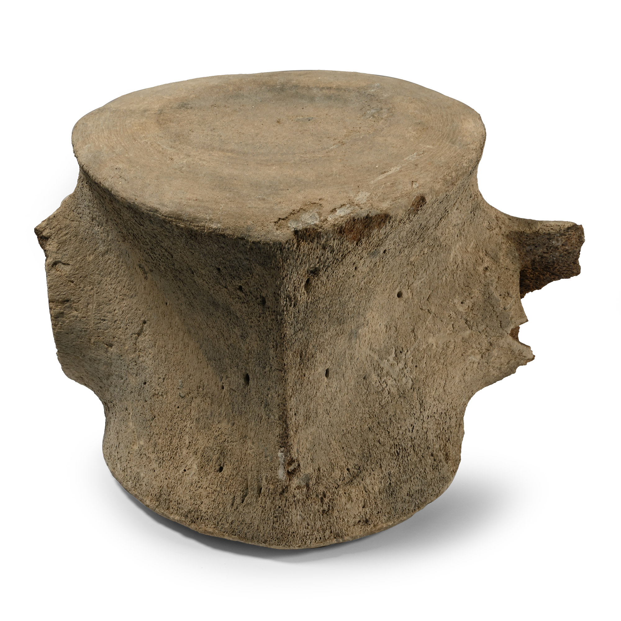 Massive Fossil Whale Vertebra