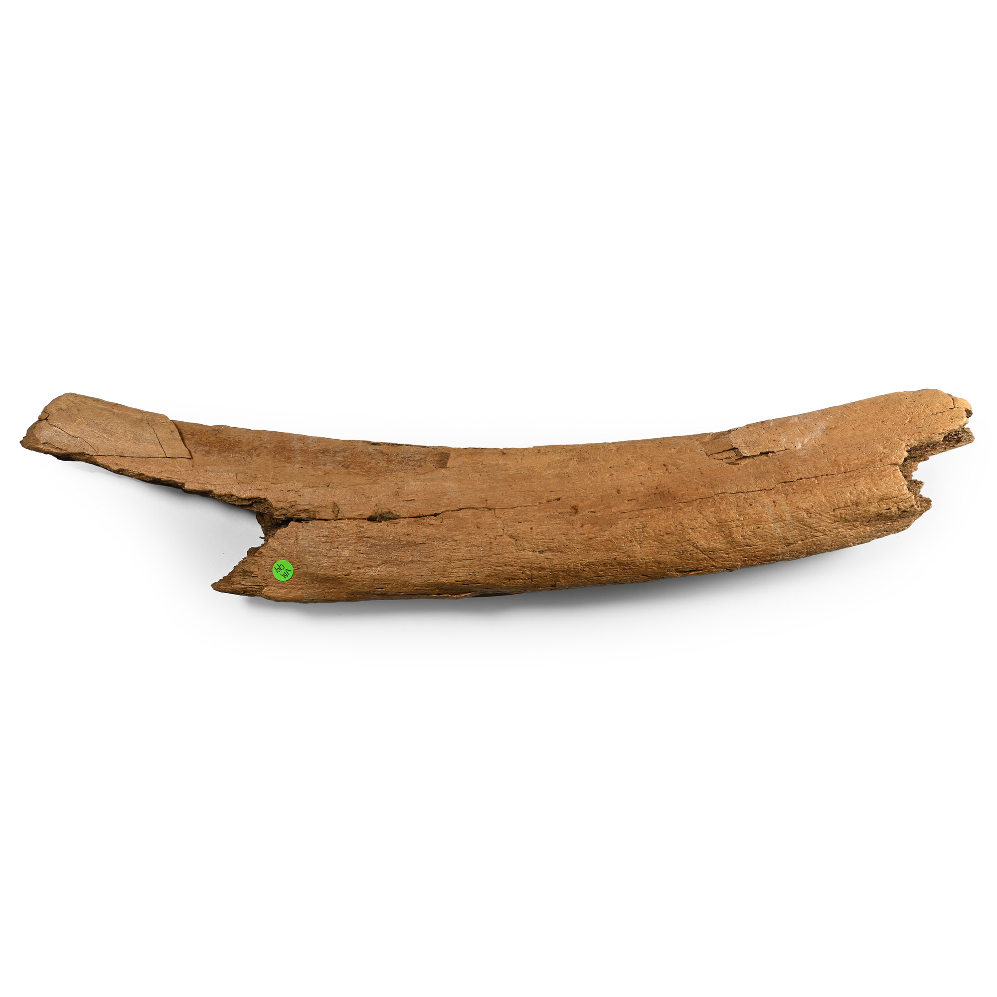 Fossil Woolly Mammoth Rib Bone Section