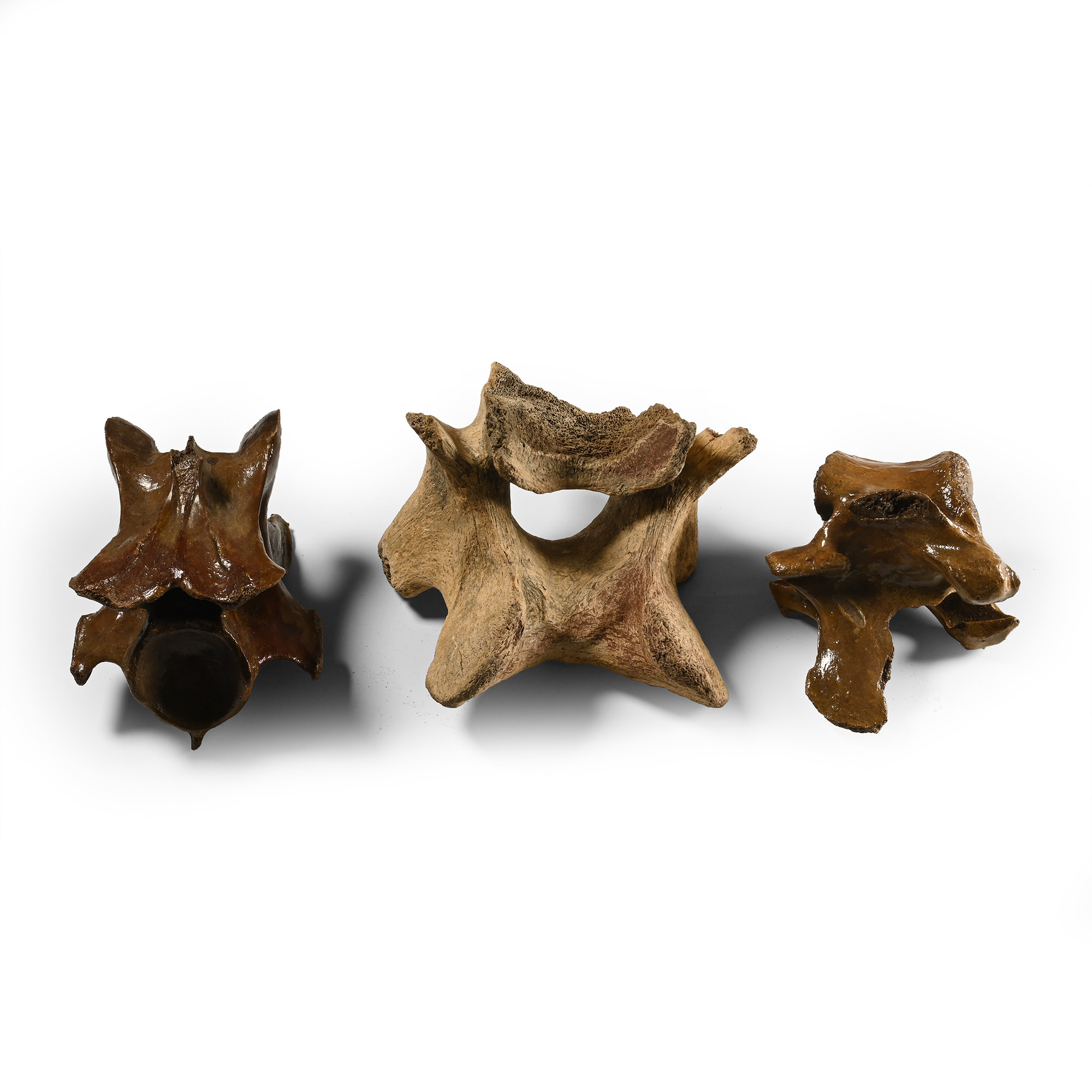 Fossil Equus Ice Age Horse and Woolly Rhino Vertebra Group