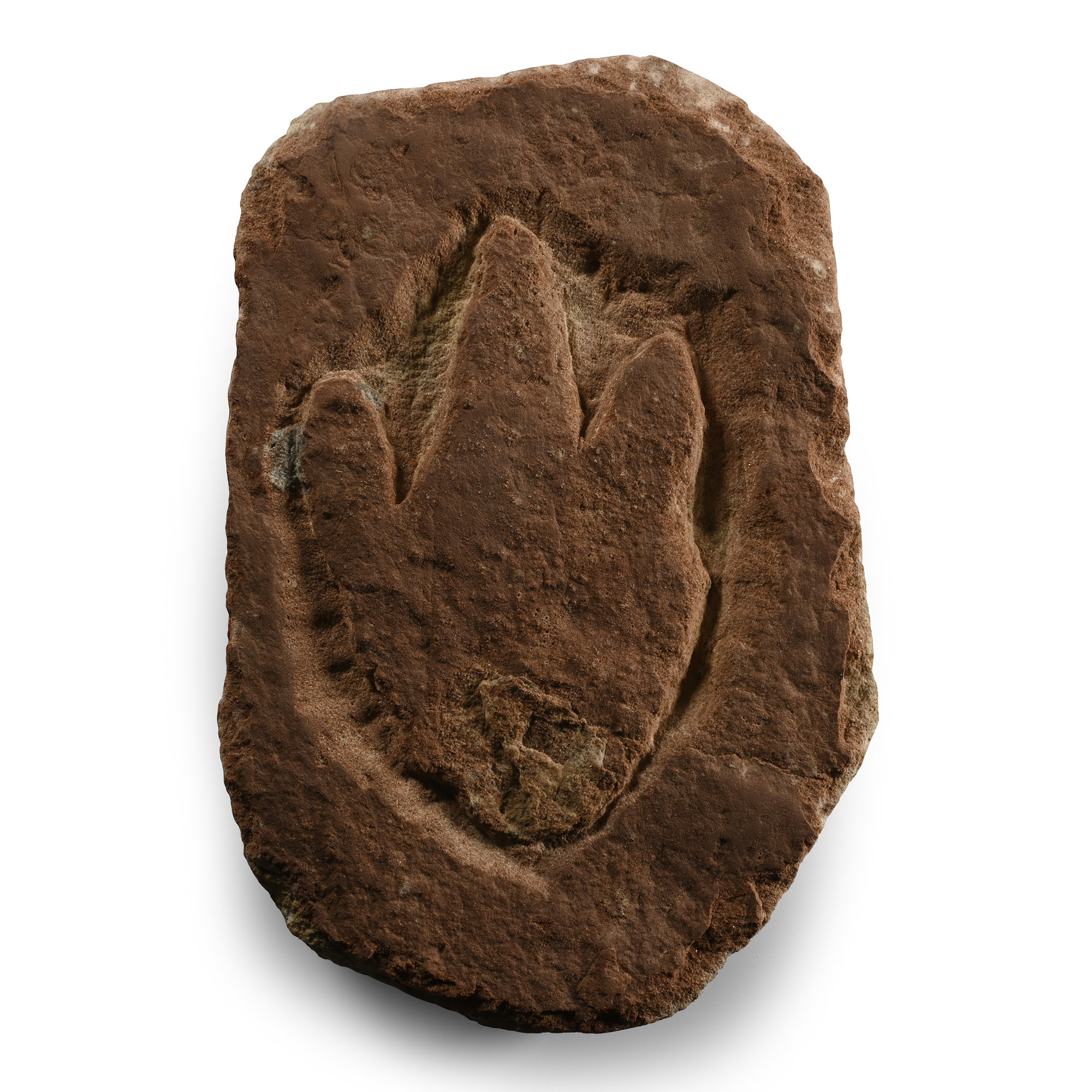 Atreipus Foot Print of a Dinosaur