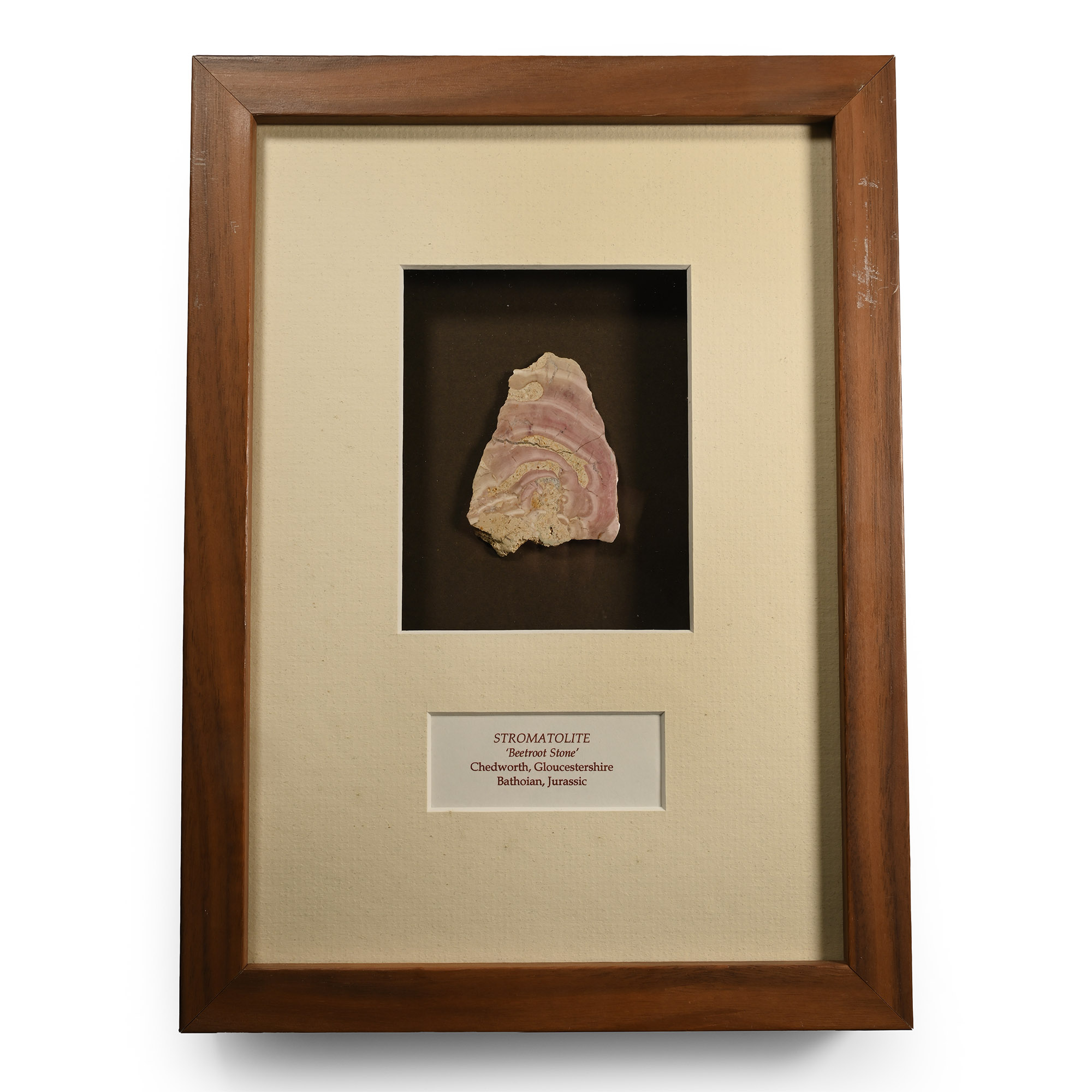 Framed Cut and Polished Stromatolite 'Beetroot Stone' Specimen