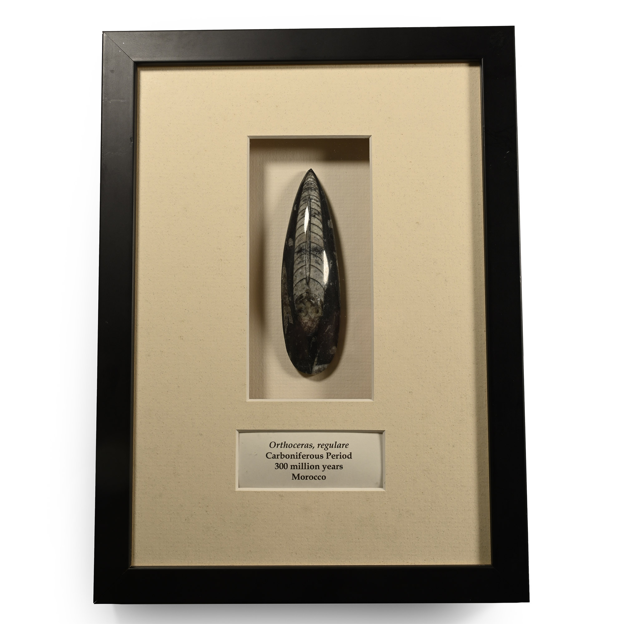 Framed Polished Fossil Orthoceras Specimen