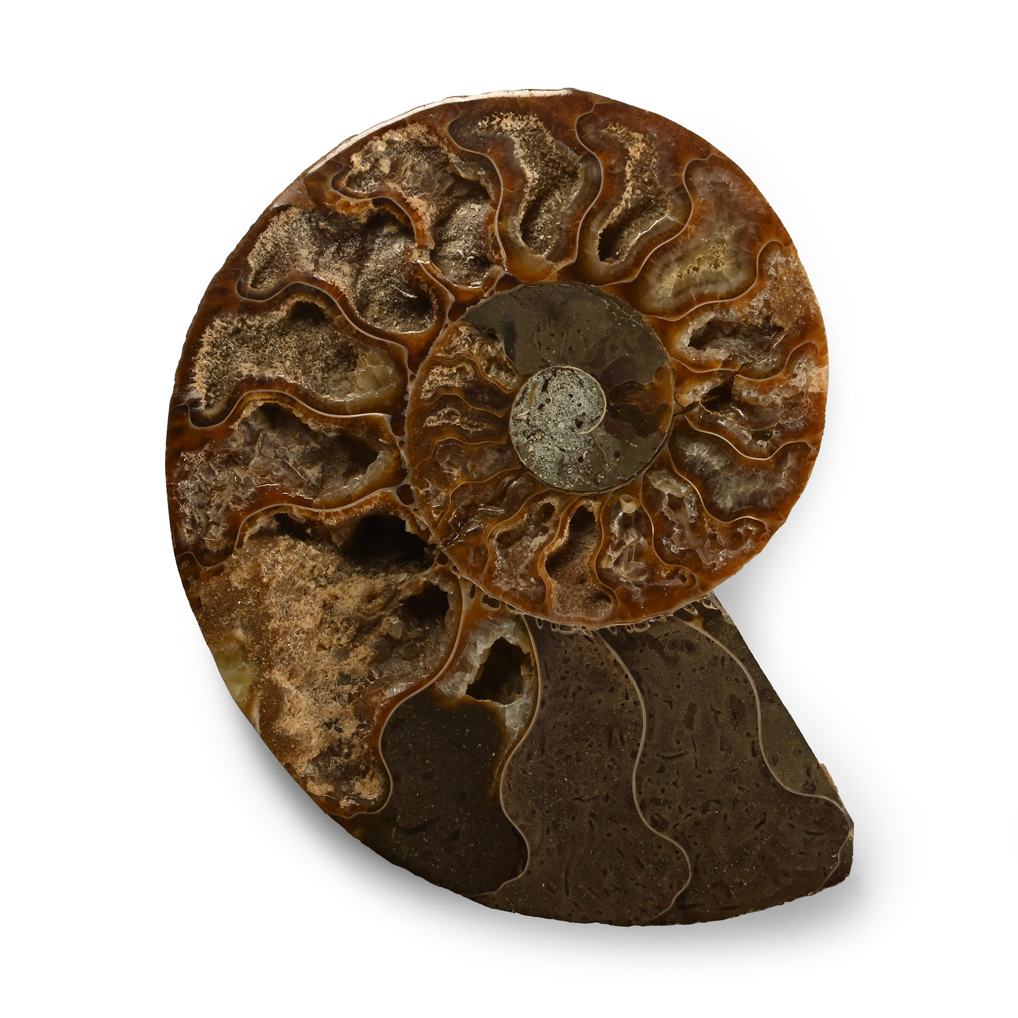 Cut and Polished Fossil Ammonite