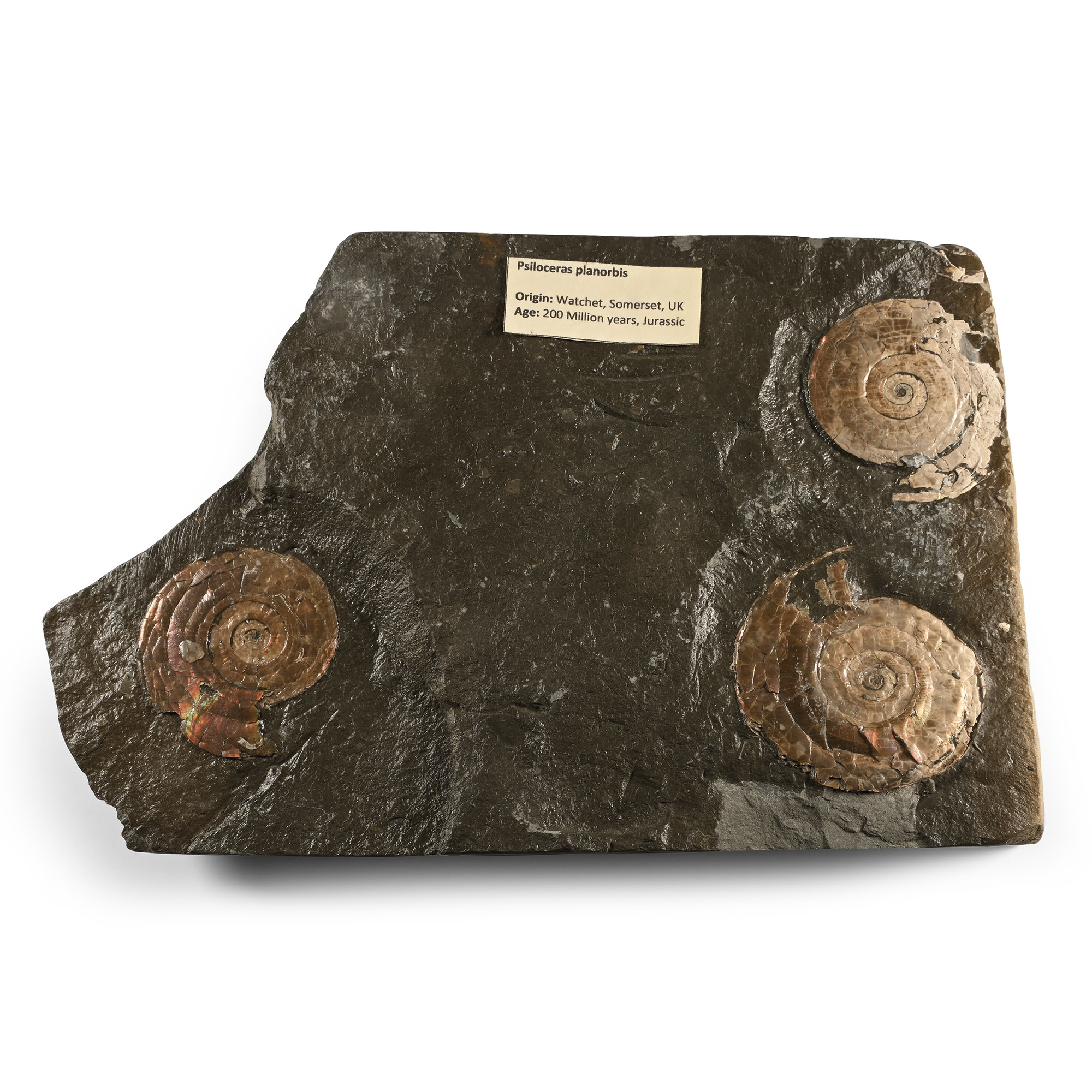 Fossil Psiloceras Ammonites in Matrix