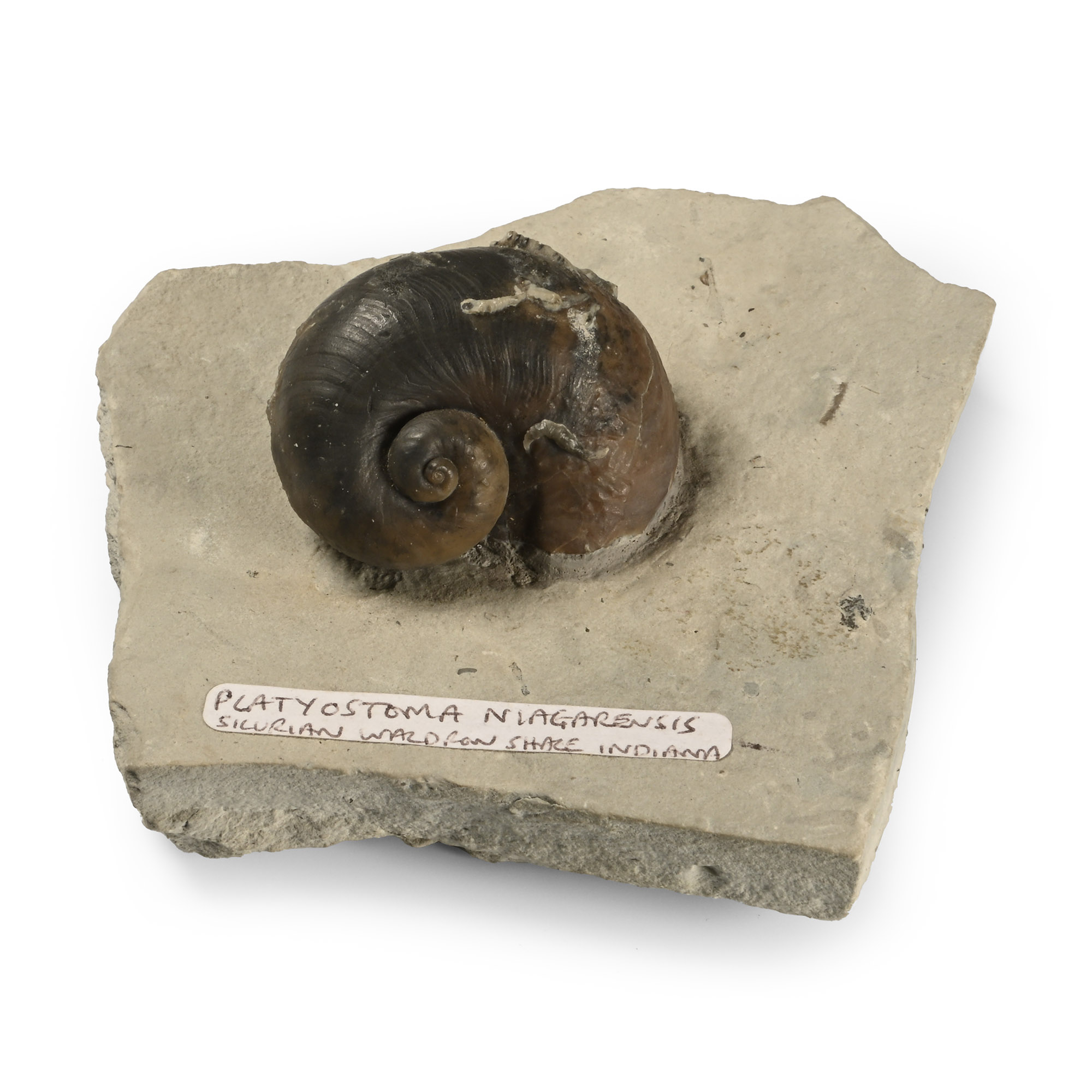 Fossil Platyostoma Gastropod on Matrix