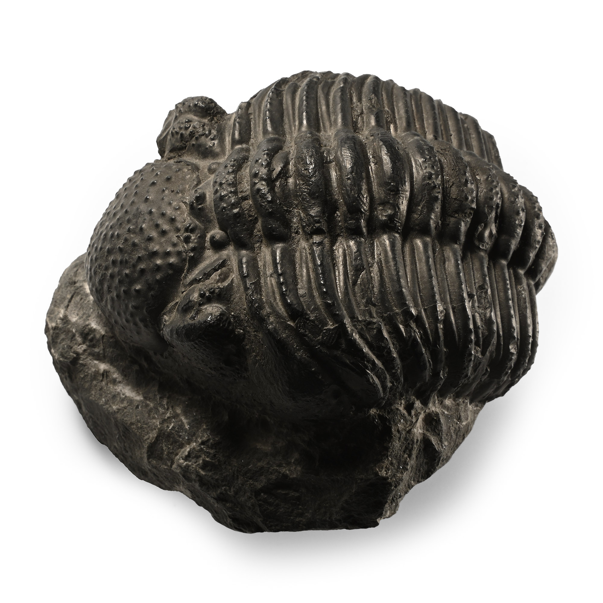 Large Fossil Trilobite on Matrix