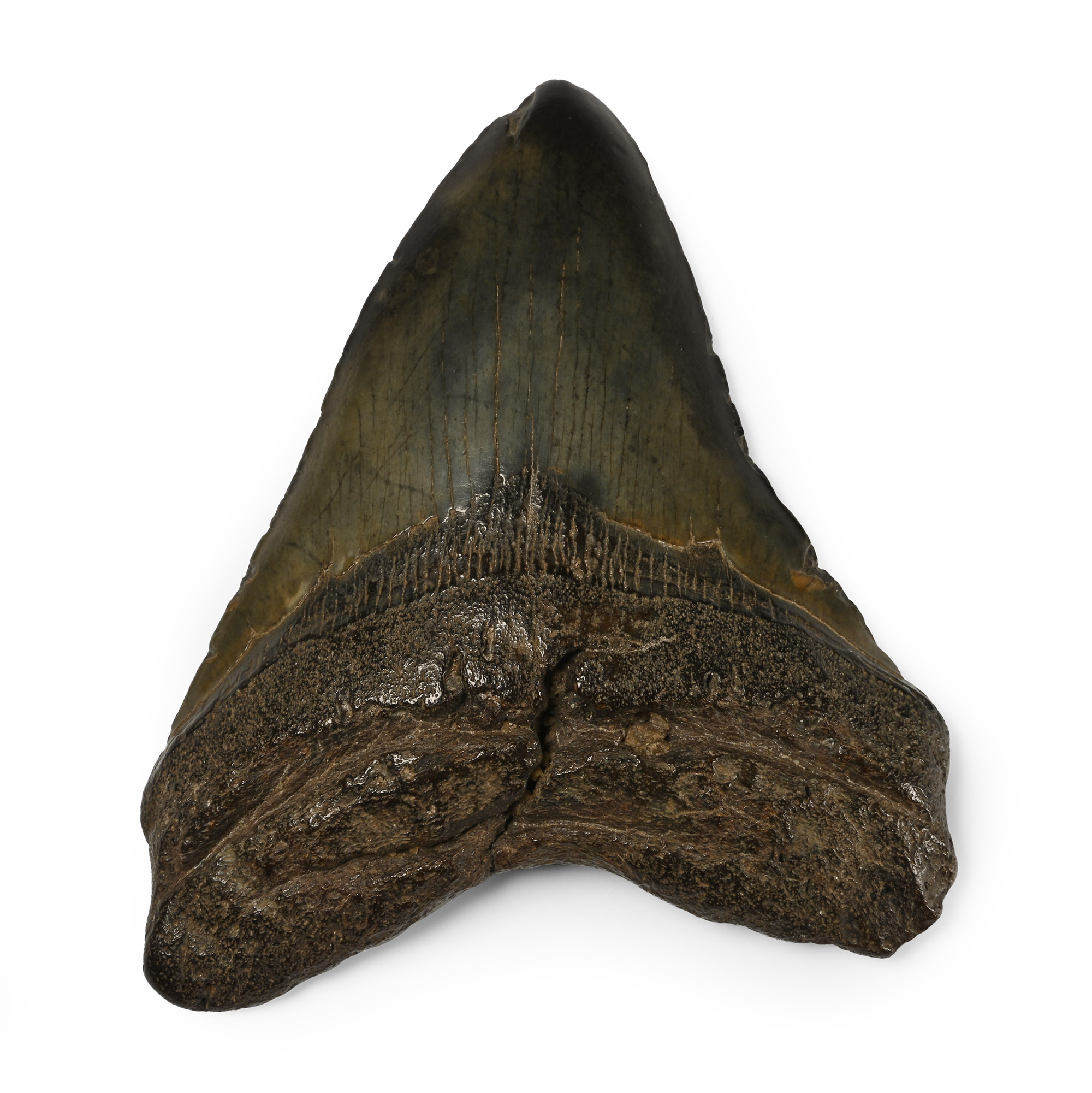 Large Megalodon Giant Shark Fossil Tooth