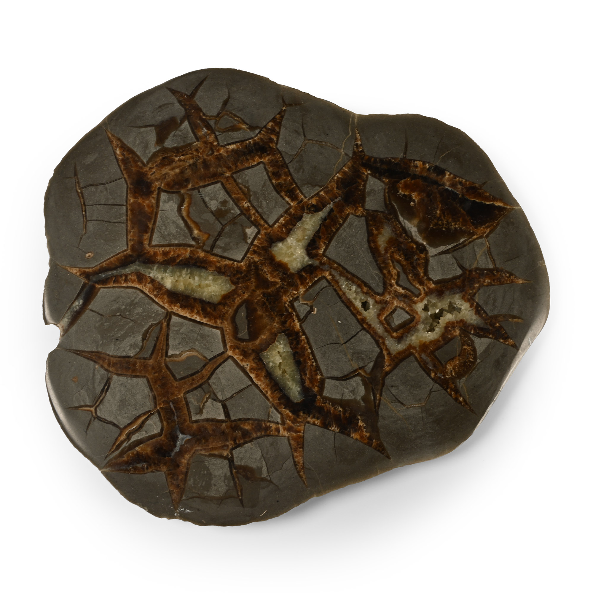 Cut and Polished Septarian Nodule Slice
