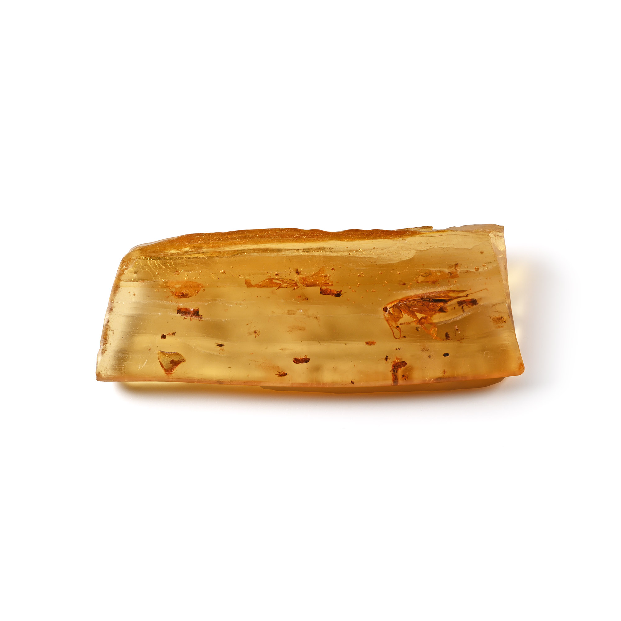 Polished Copal Specimen with a Large Fly and Termites