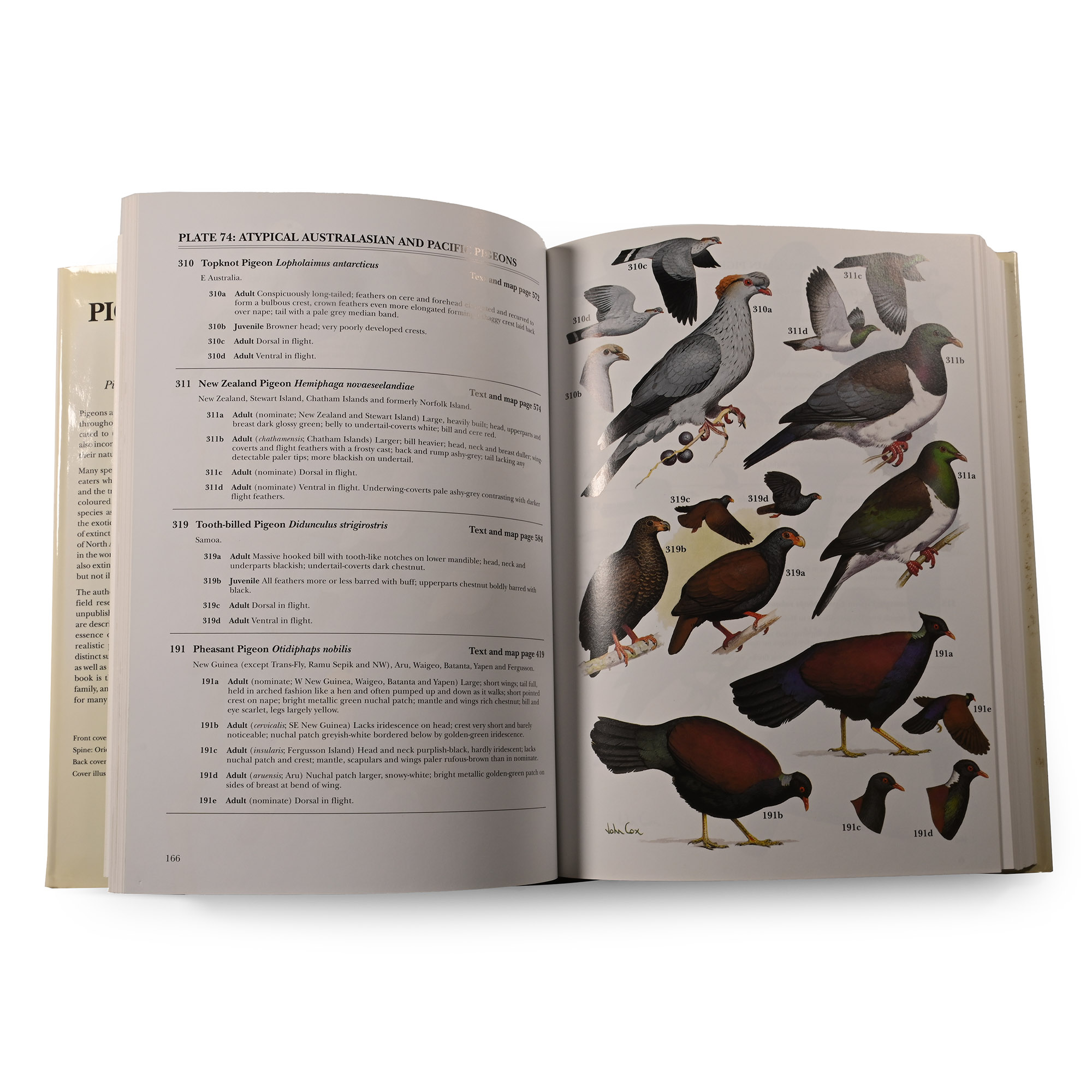 Pigeons and Doves: A Guide to the Pigeons and Doves of the World