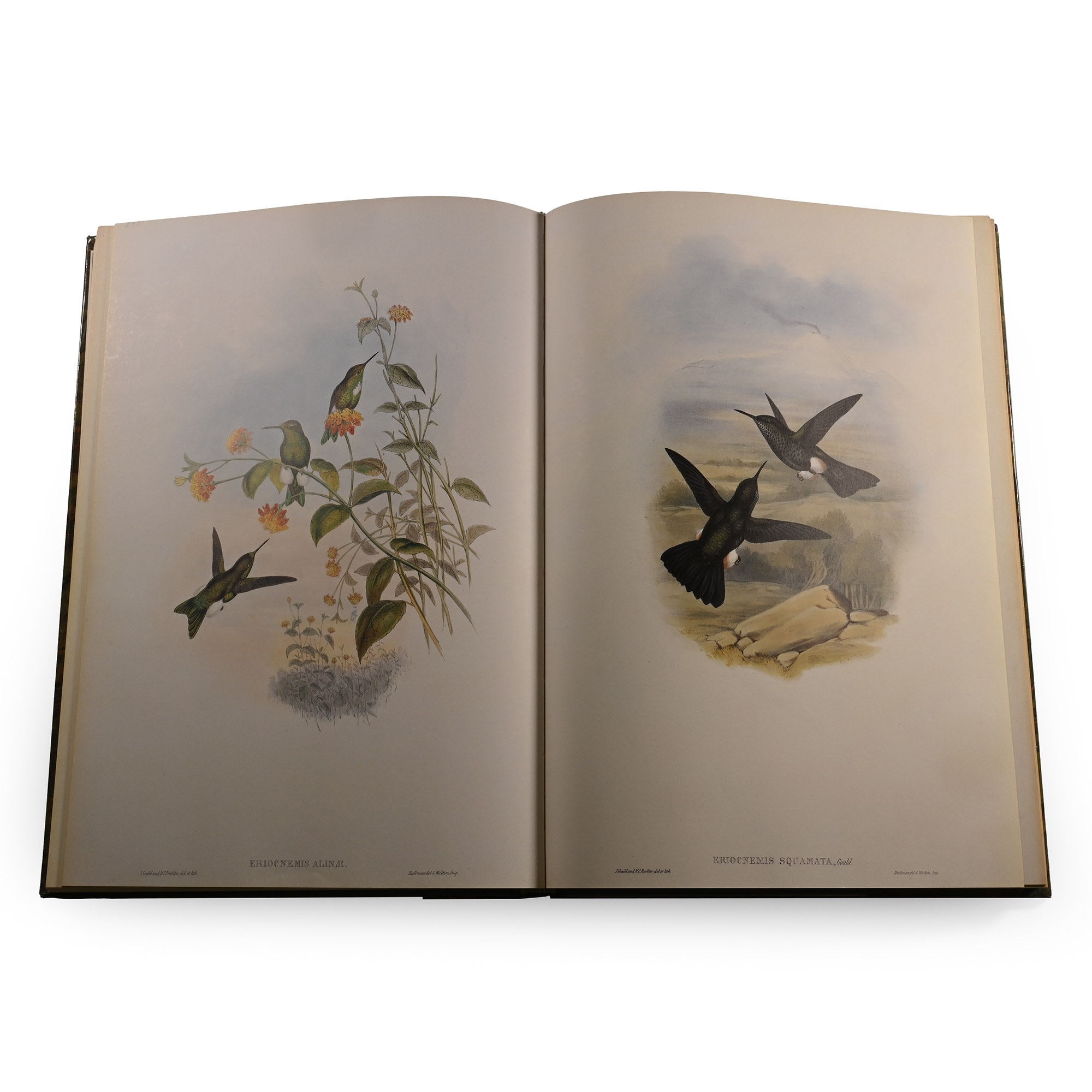 John Gould's Hummingbirds