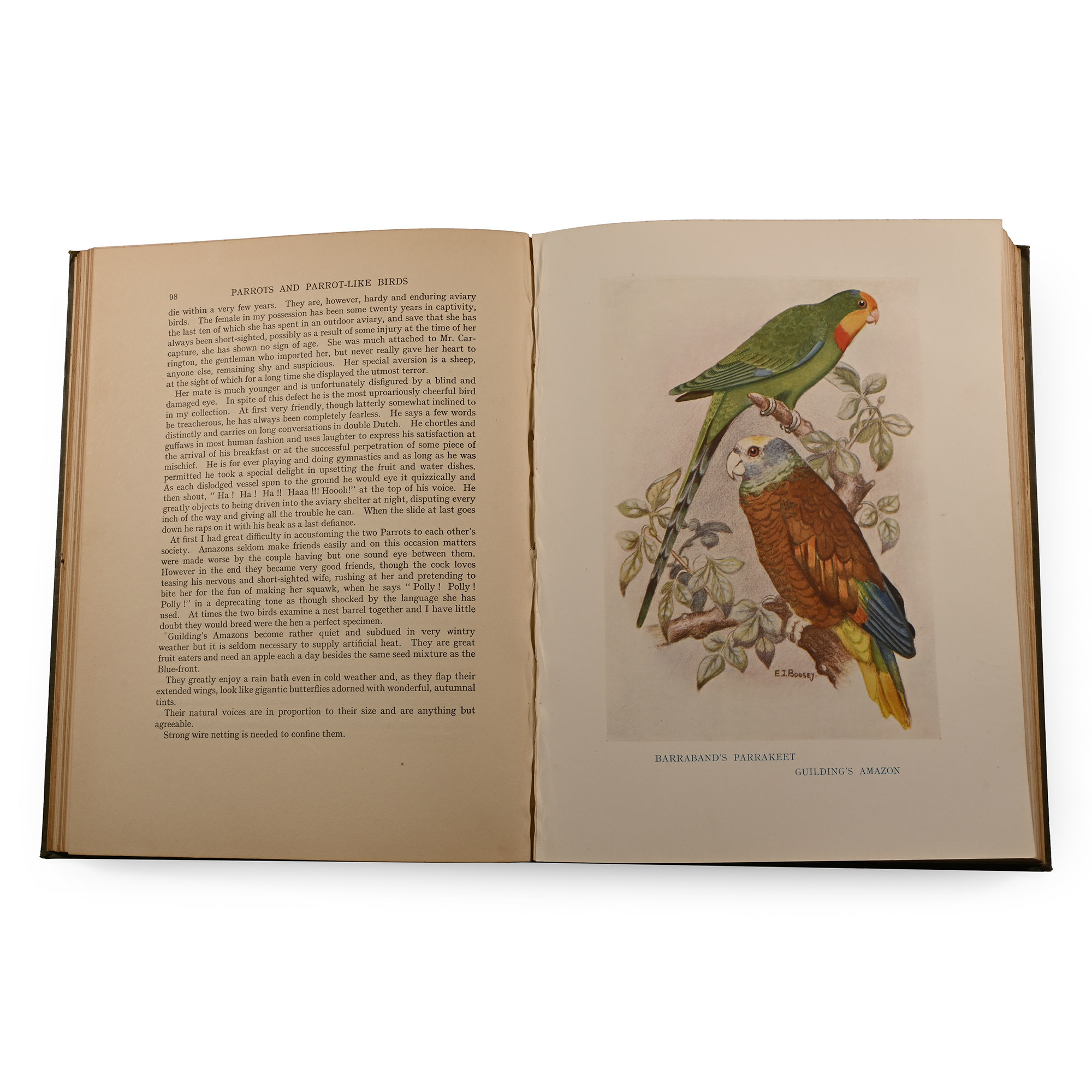 Parrots and Parrot-Like Birds