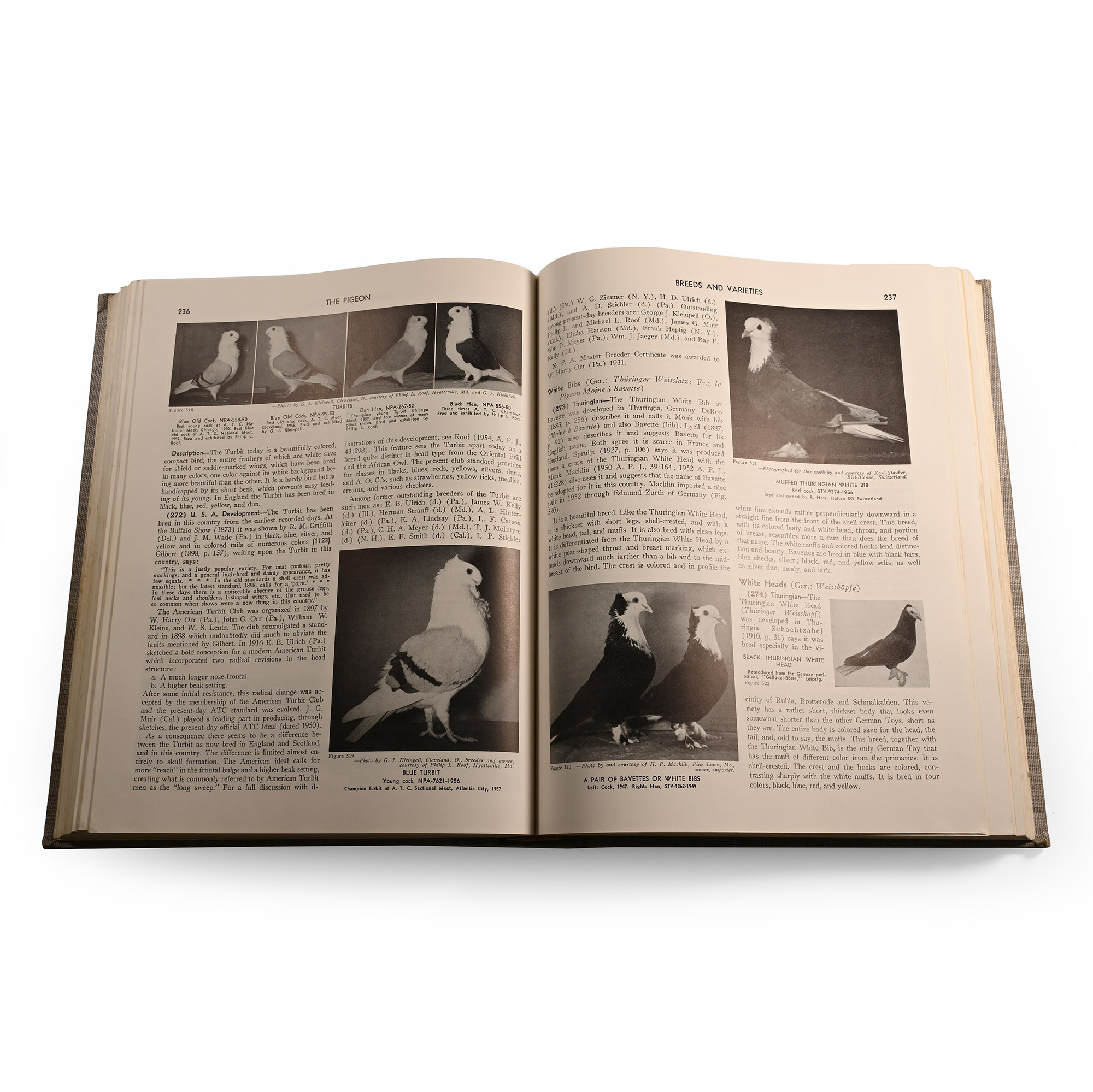 Book - The Pigeon