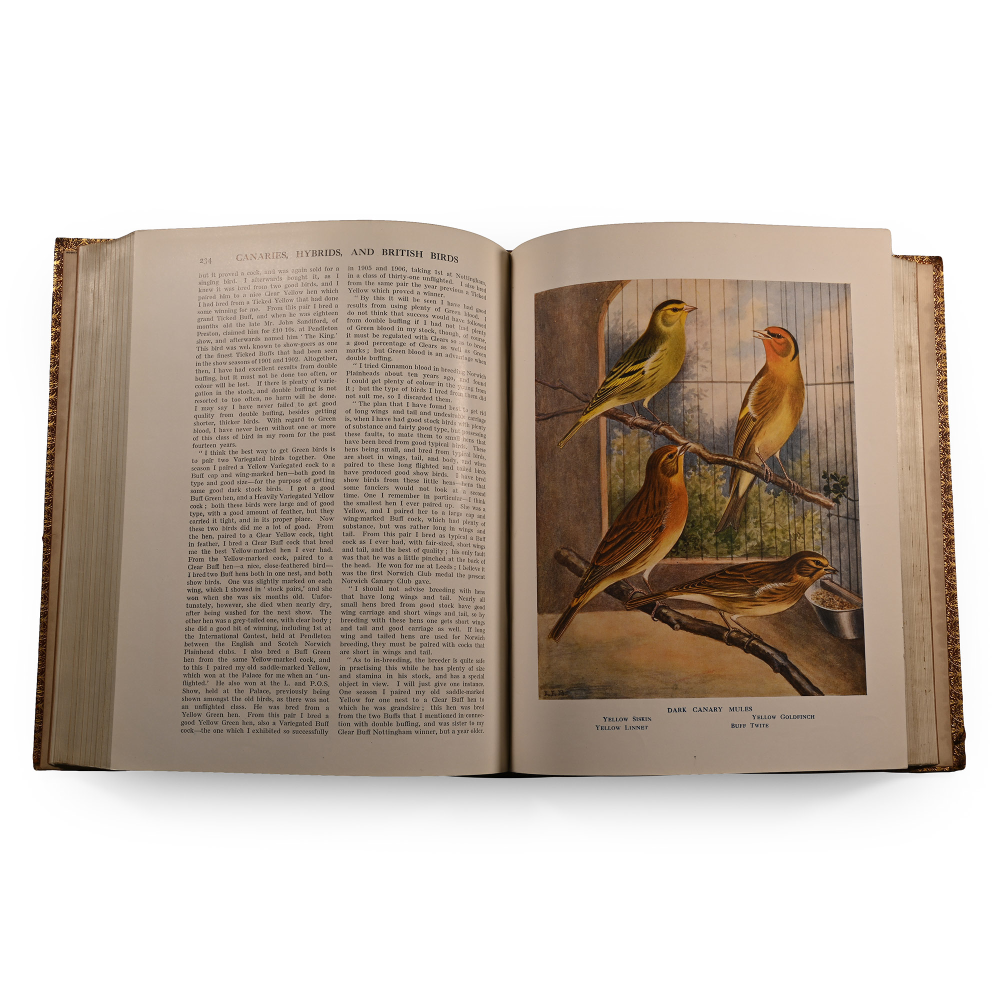 Canaries, Hybrids & British Birds in Cage and Aviary