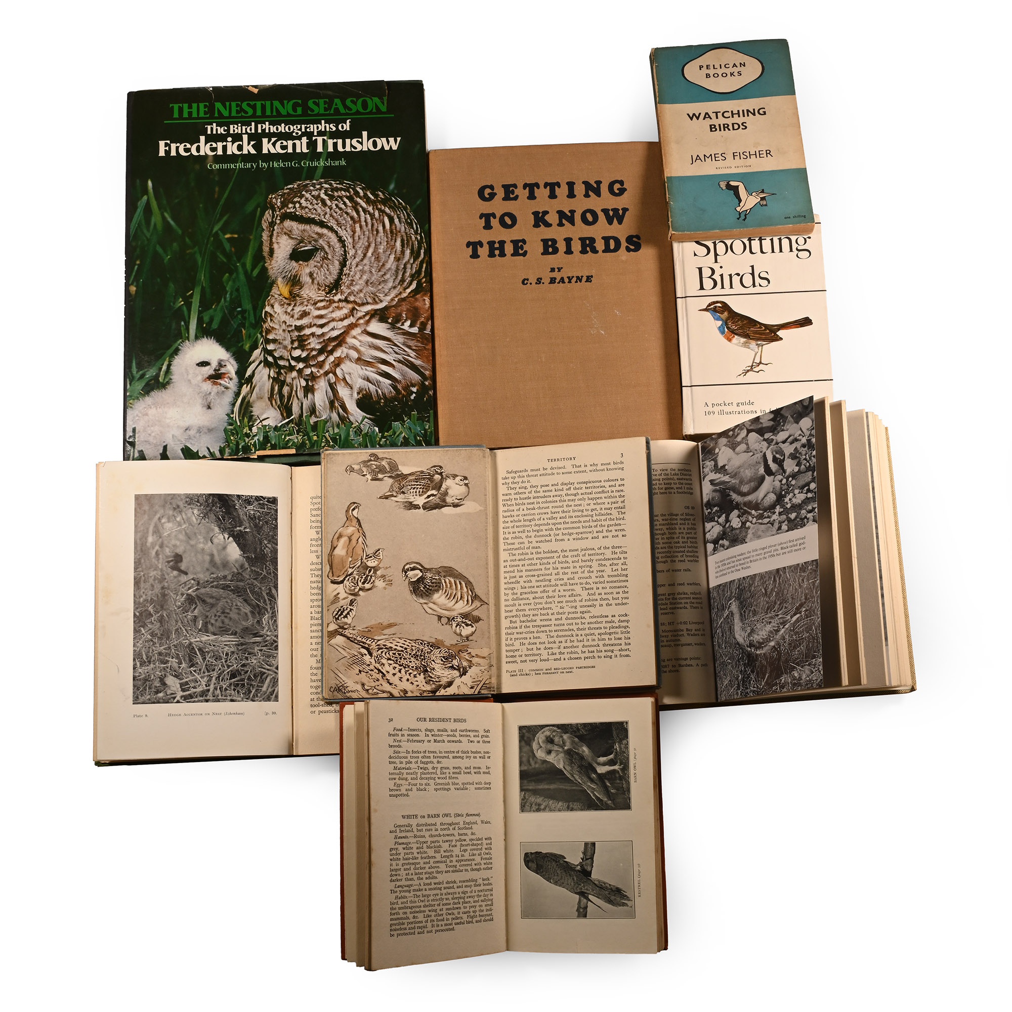 Books on Birds - 8 Titles