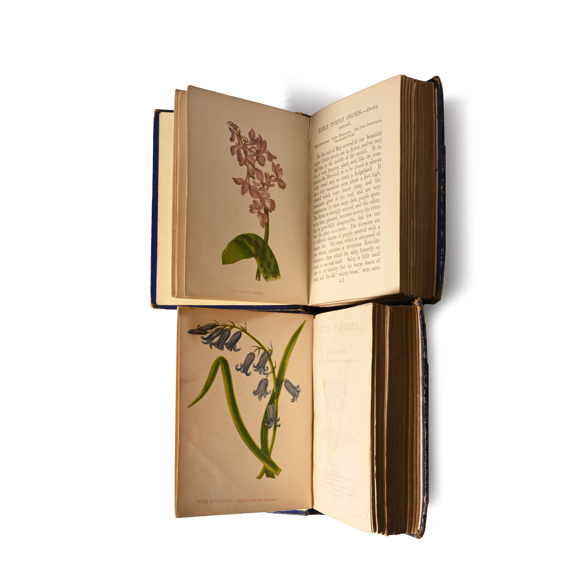 Books on Wild Flowers  - 2 Volumes