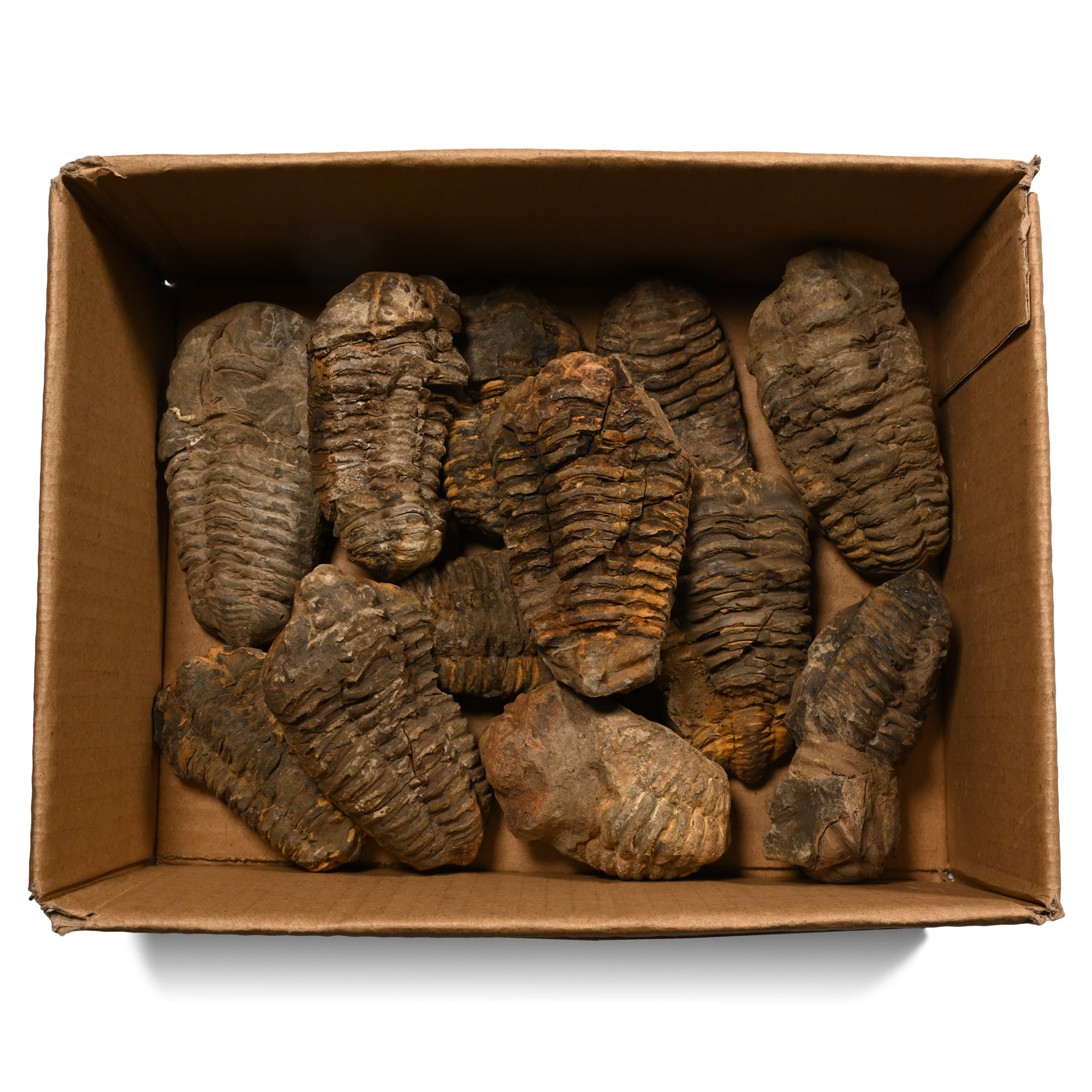 Fossil Flexicalymene Trilobite Collection