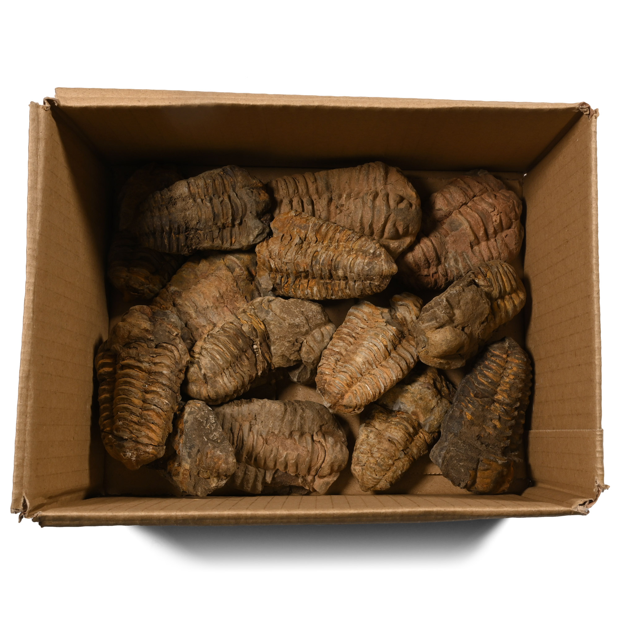 Fossil Flexicalymene Trilobite Group