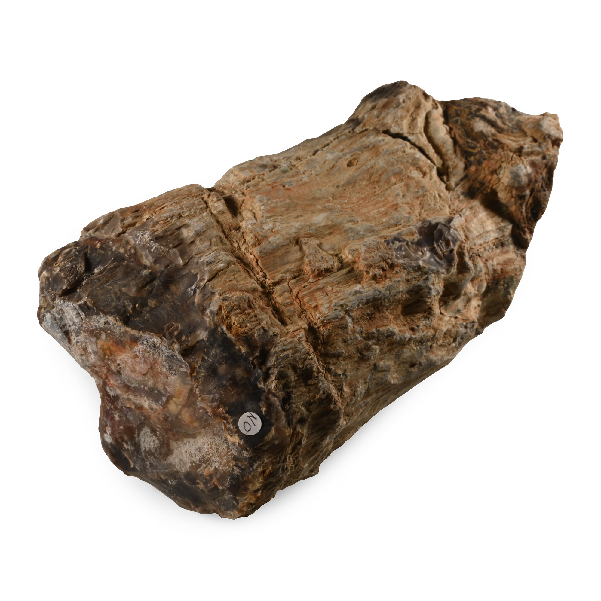 Large Fossil Tree Trunk Section
