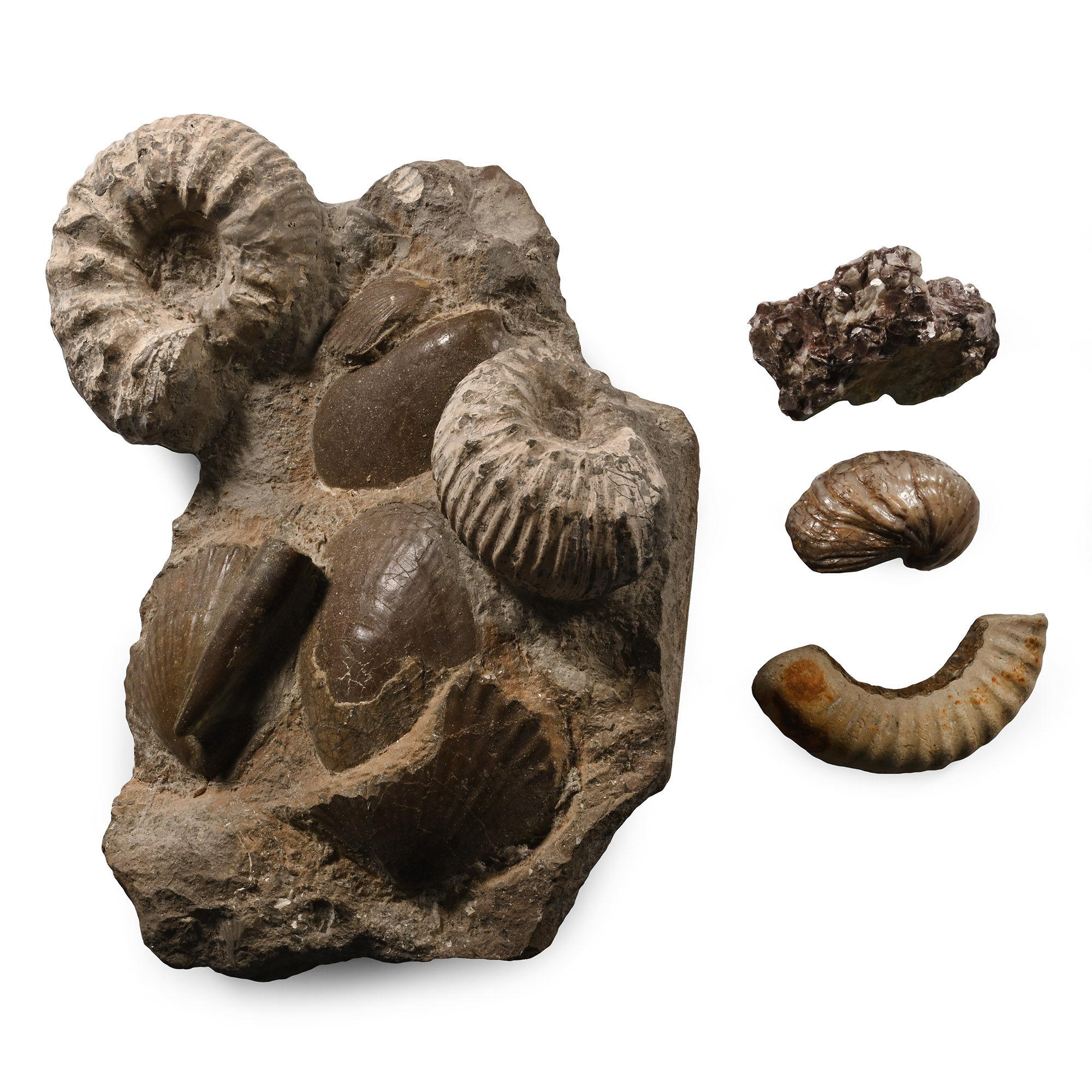 Fossil and Mineral Collection
