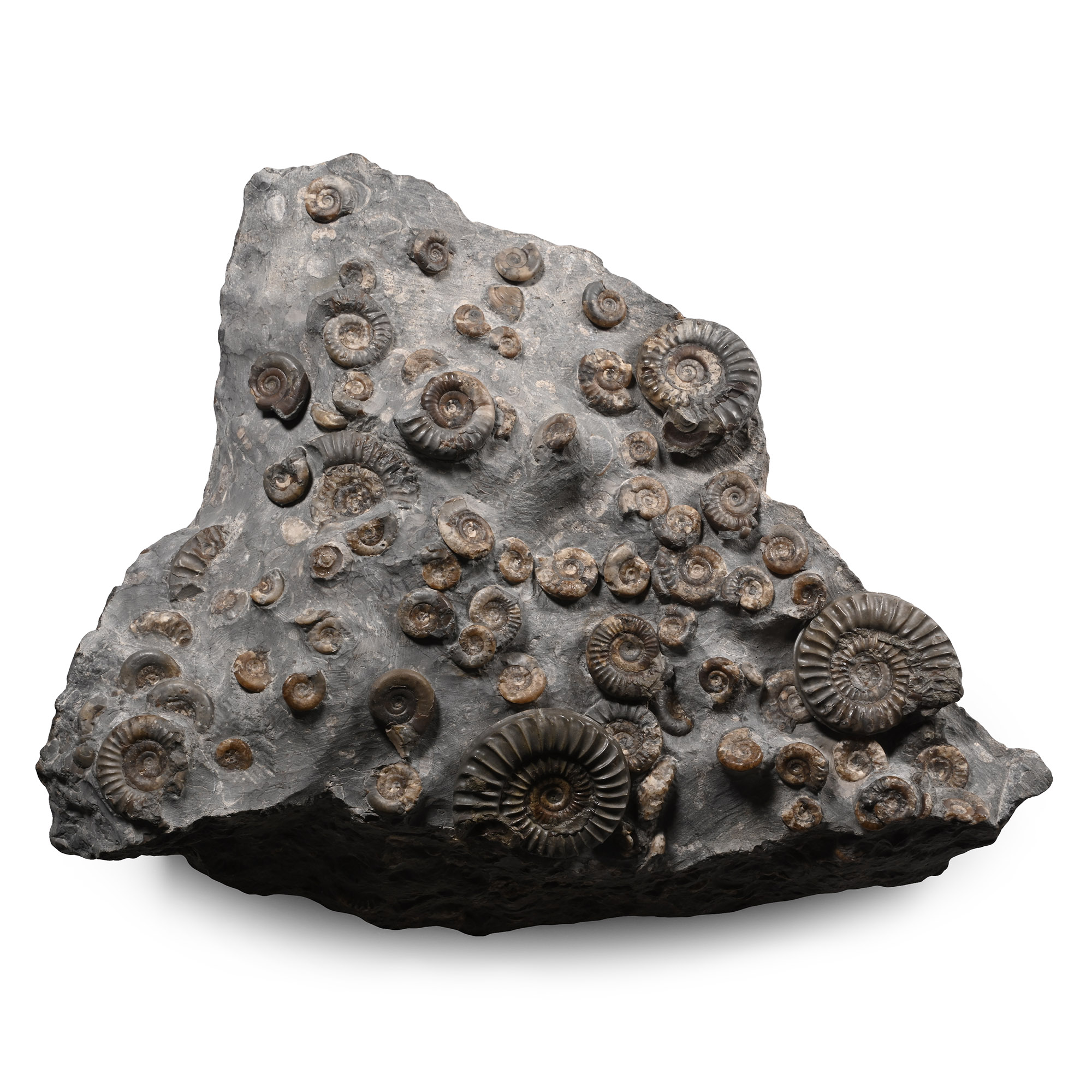 Fossil Ammonite Cluster on Matrix