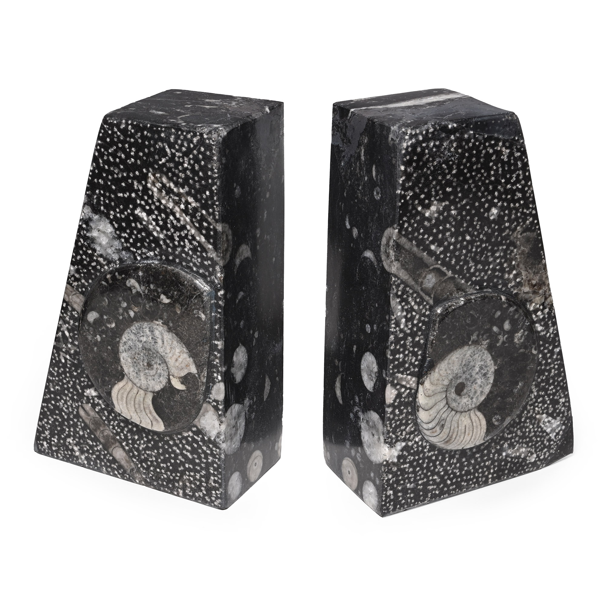 Polished Fossil Goniatite Ammonite Bookend Pair