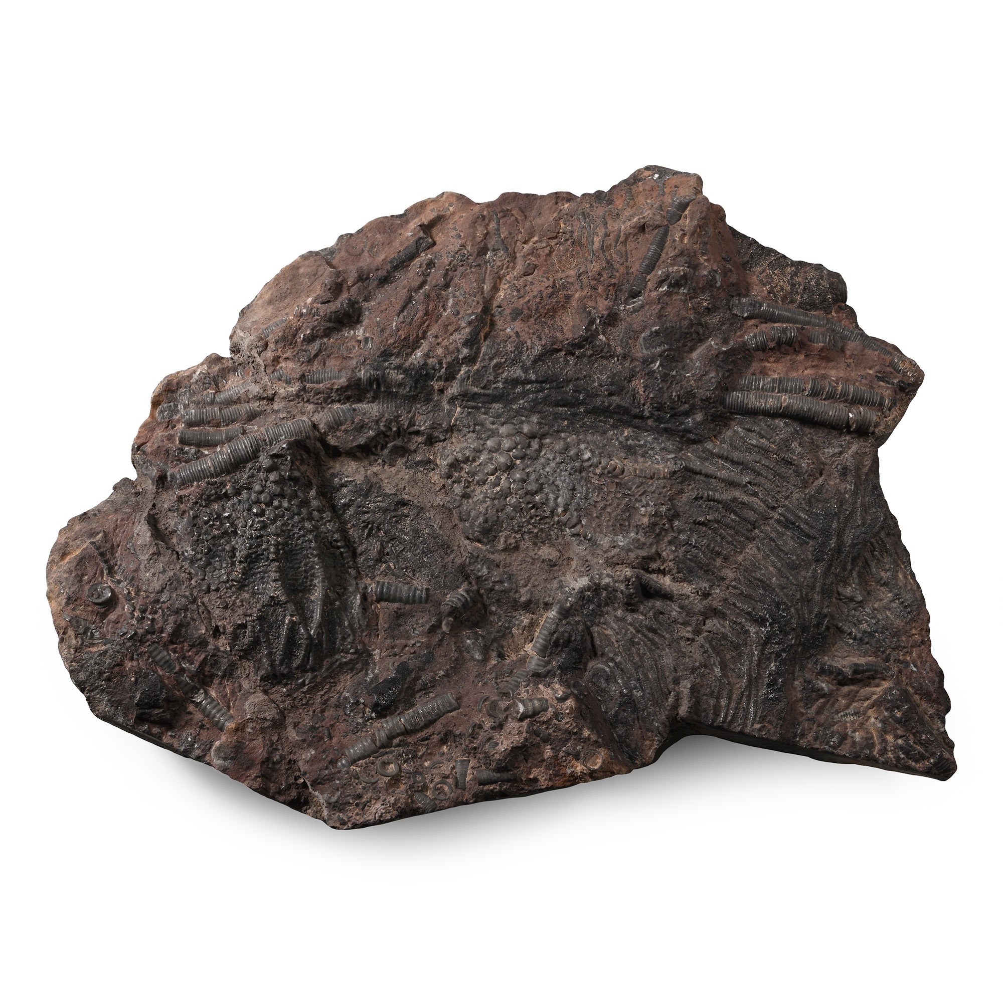 Fossil Crinoid Plate
