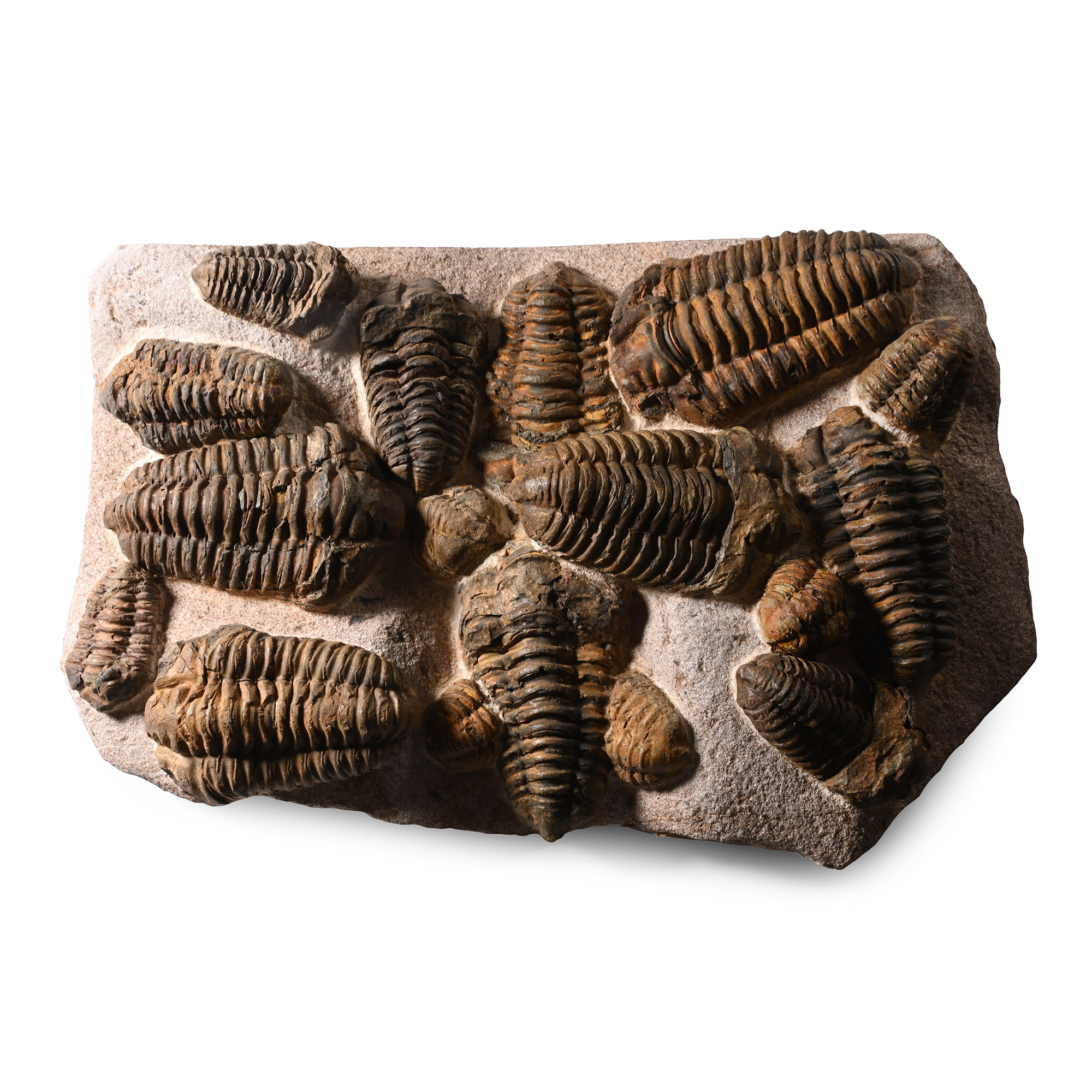 Fossil Flexycalymene Trilobite Cluster