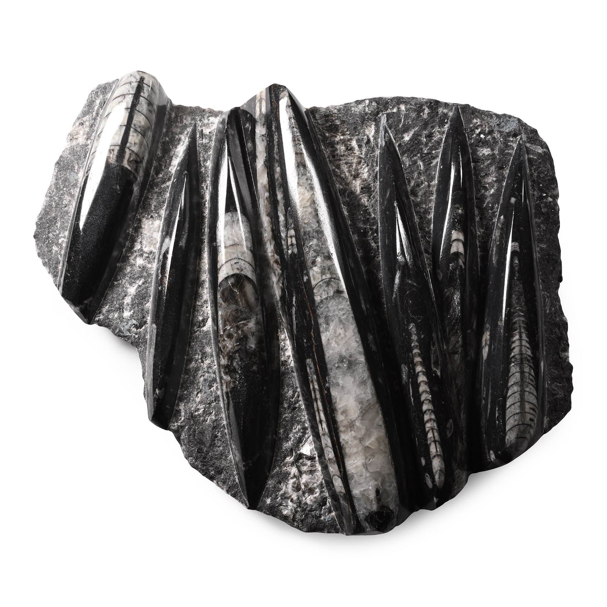 Polished Fossil Orthoceras Plate