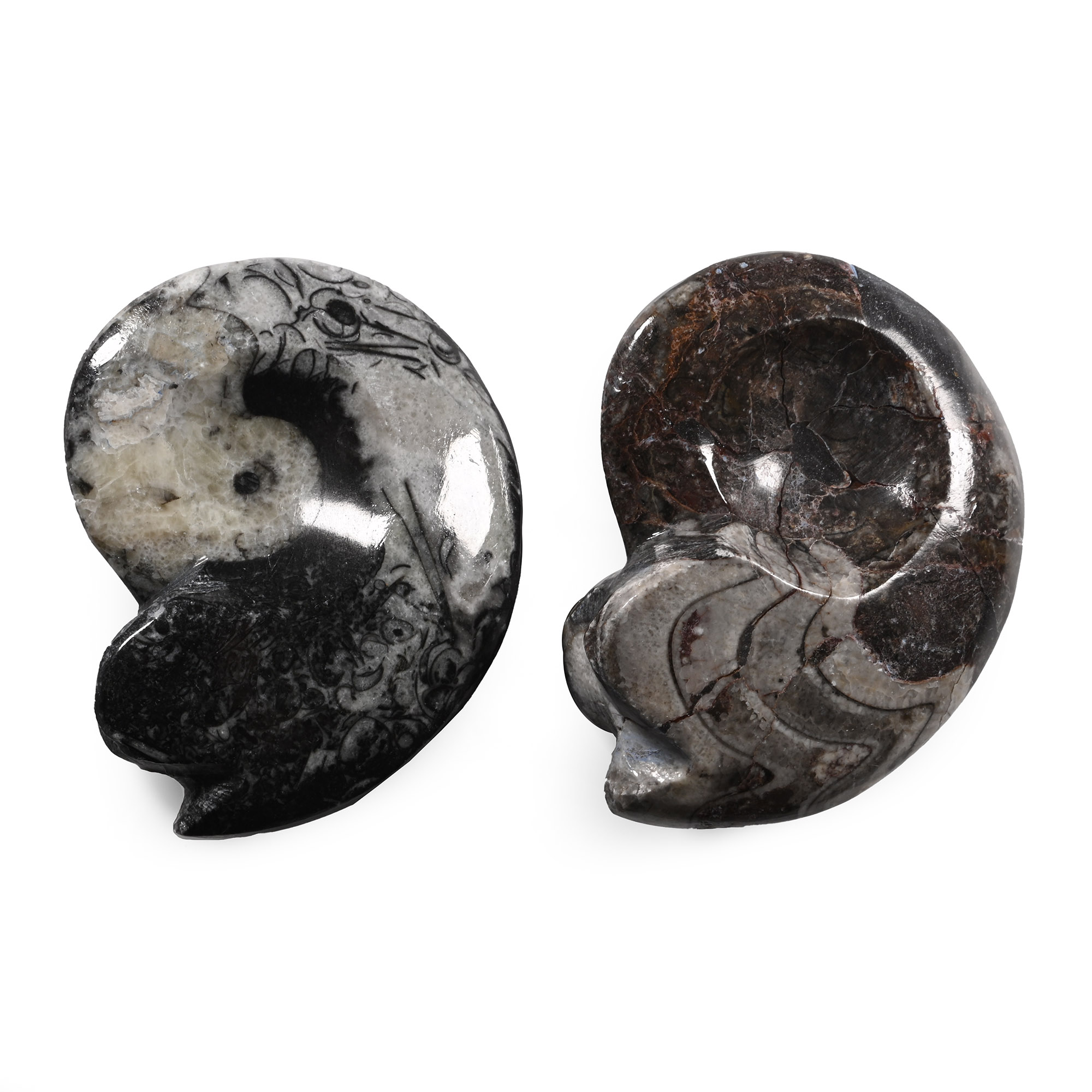 Polished Fossil Goniatite Group