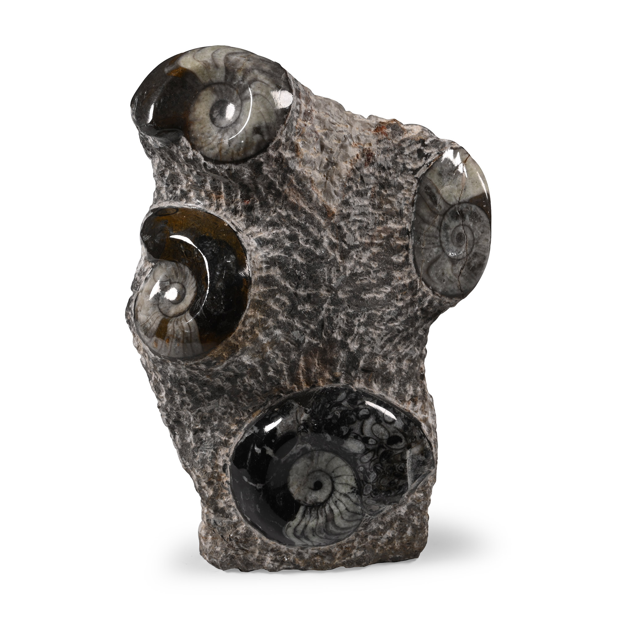 Polished Fossil Goniatite Display