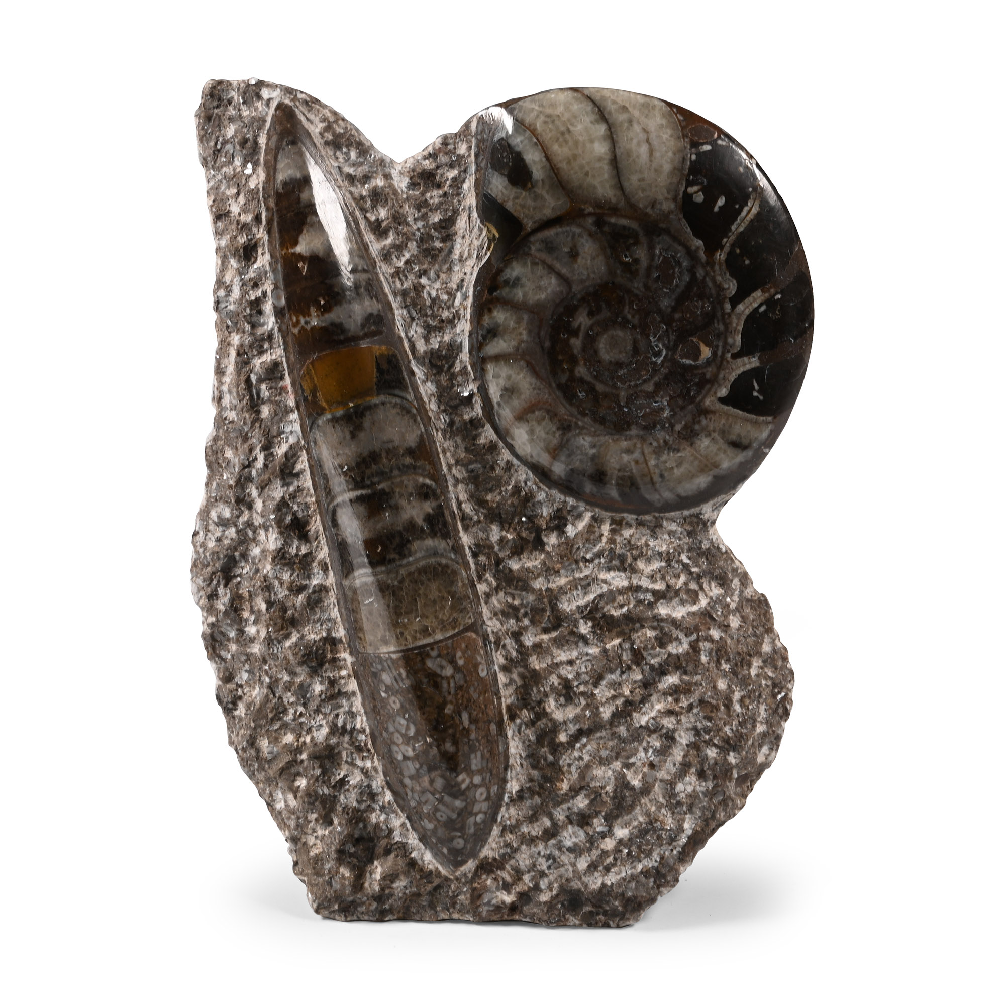 Polished Fossil Goniatite and Orthoceras Display