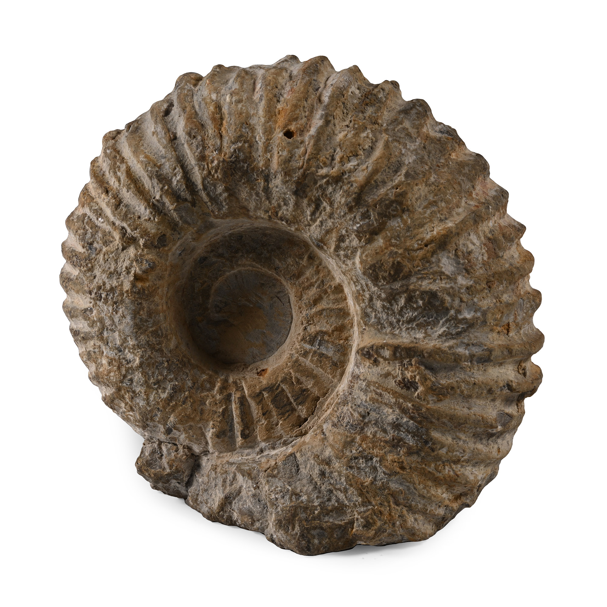 Fossil Agadir Ammonite