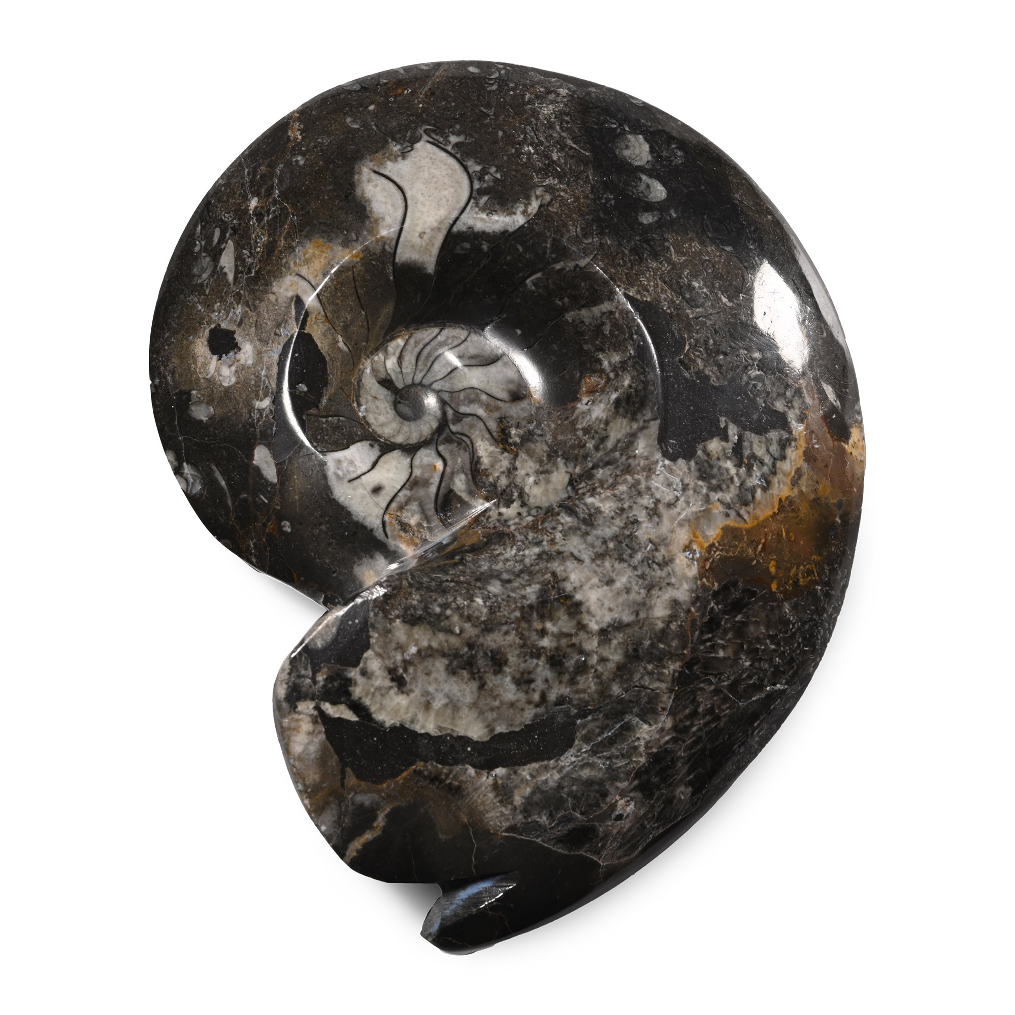 Large Polished Fossil Goniatite Display