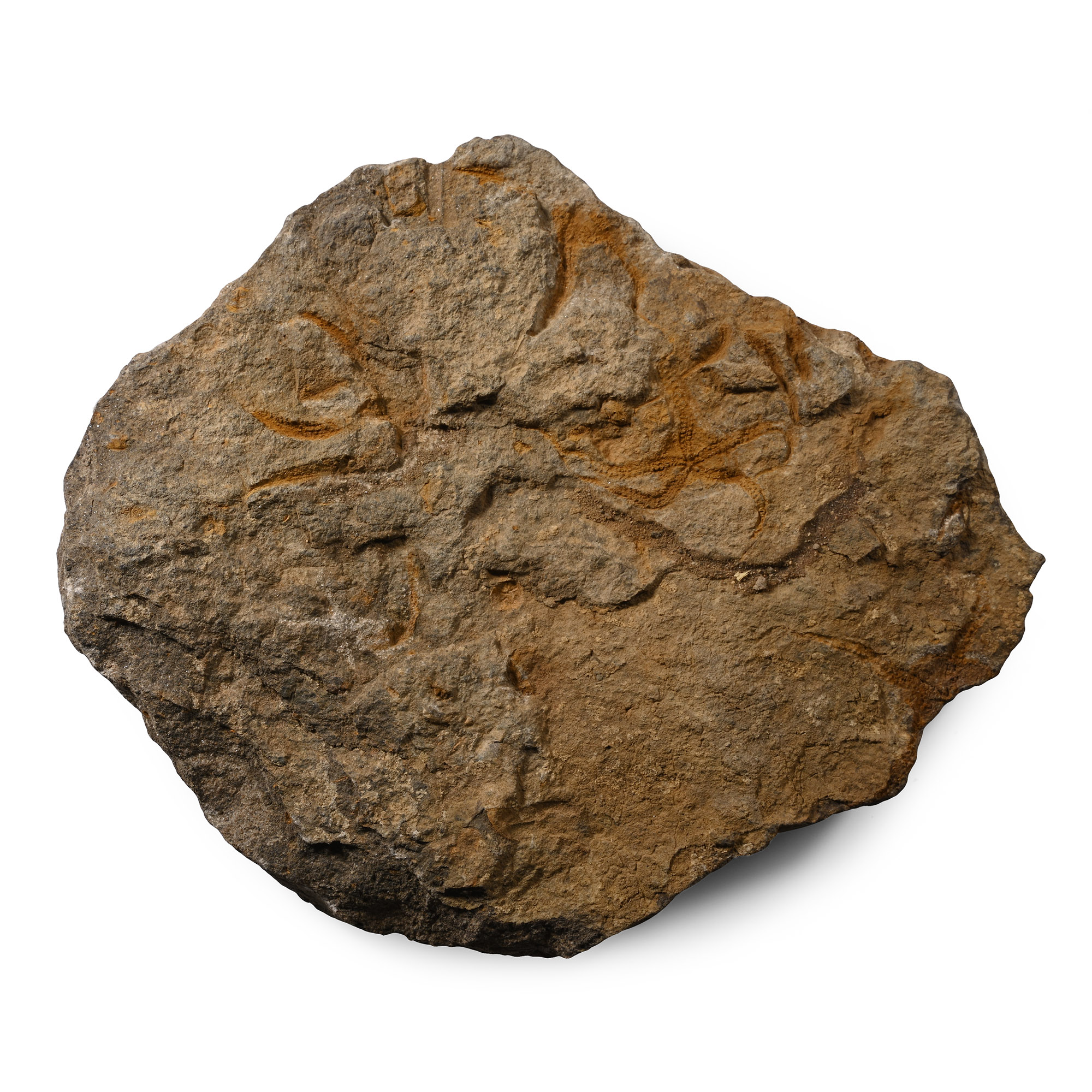 Fossil Brittle Star Plate