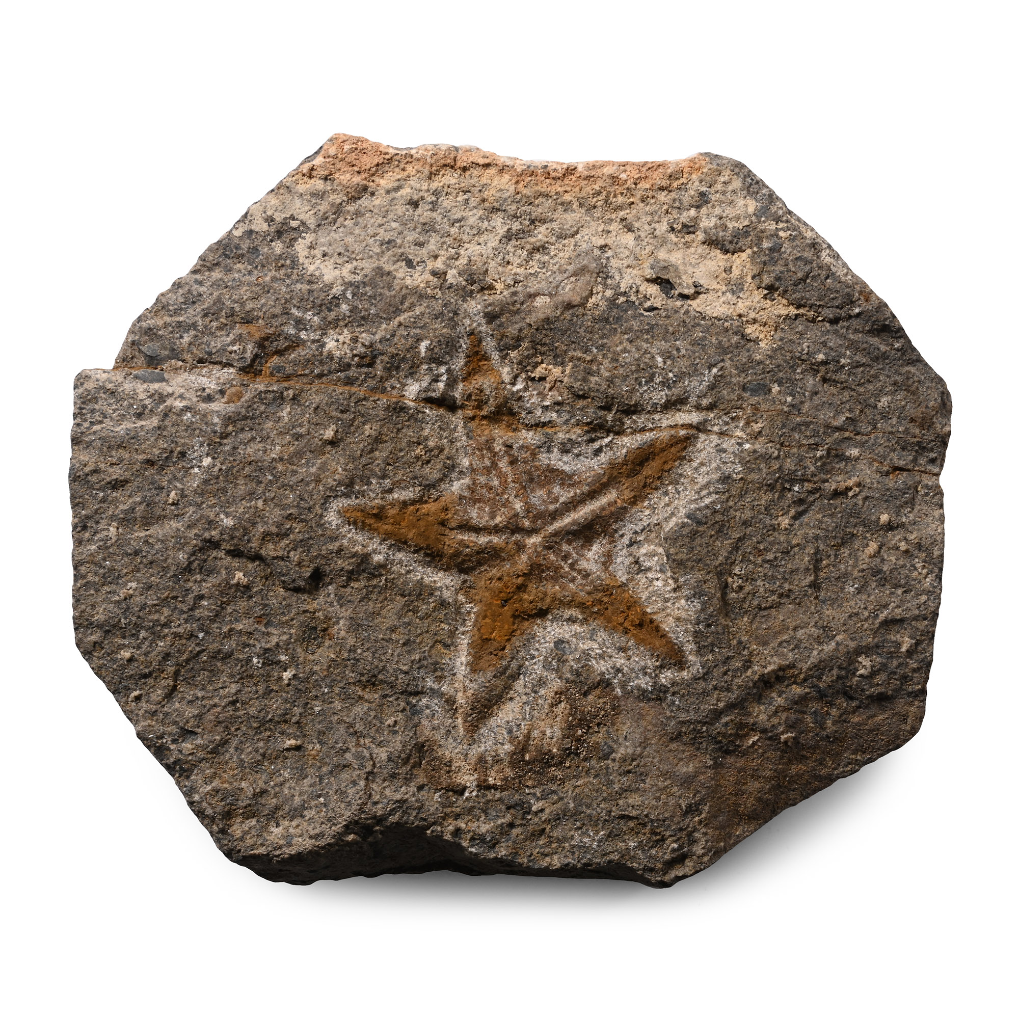 Fossil Petraster Starfish