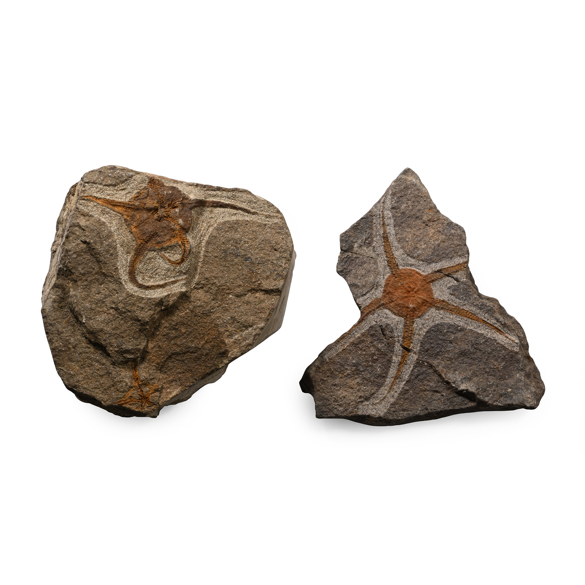 Fossil Brittle Star Group