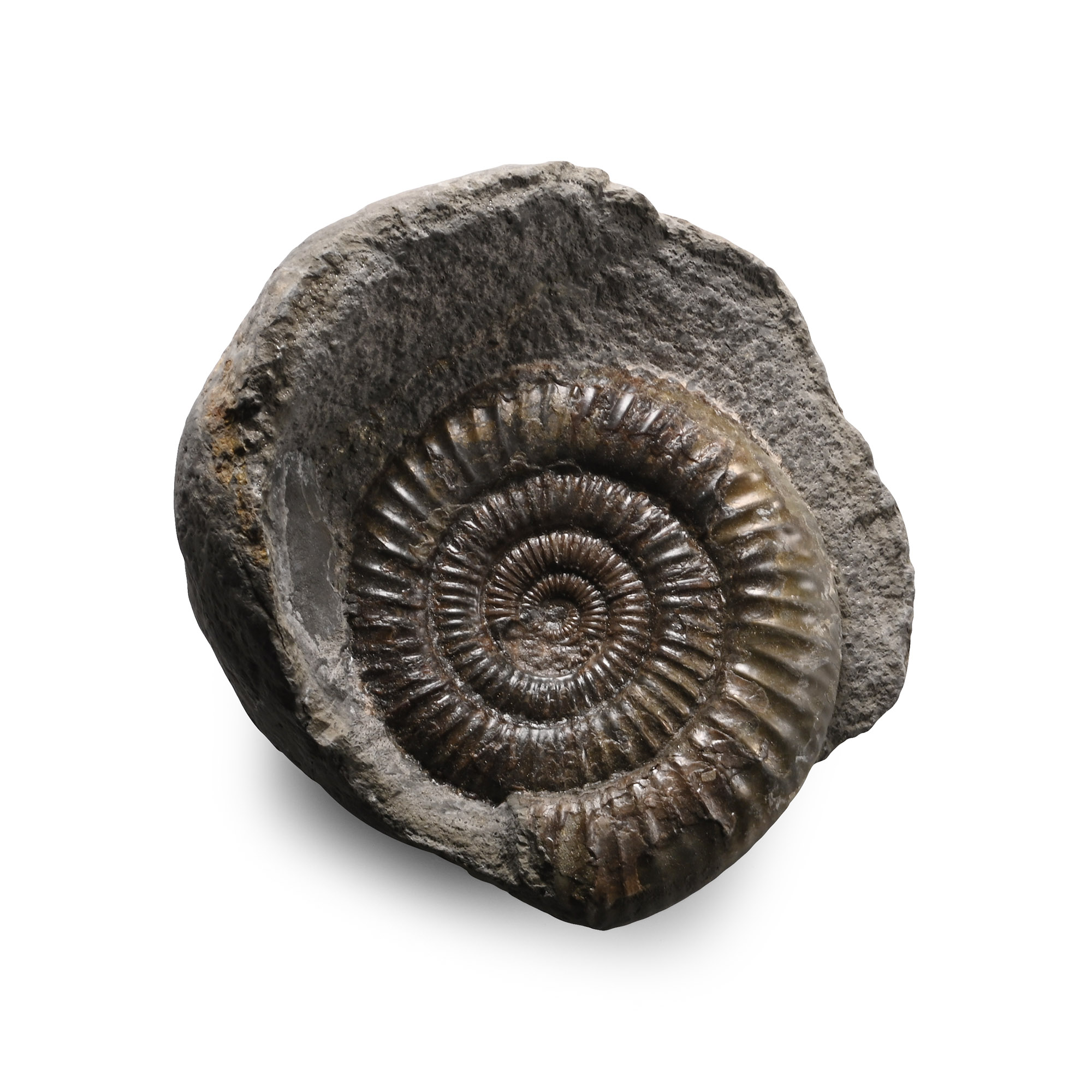 Whitby Dactylioceras Fossil Ammonite