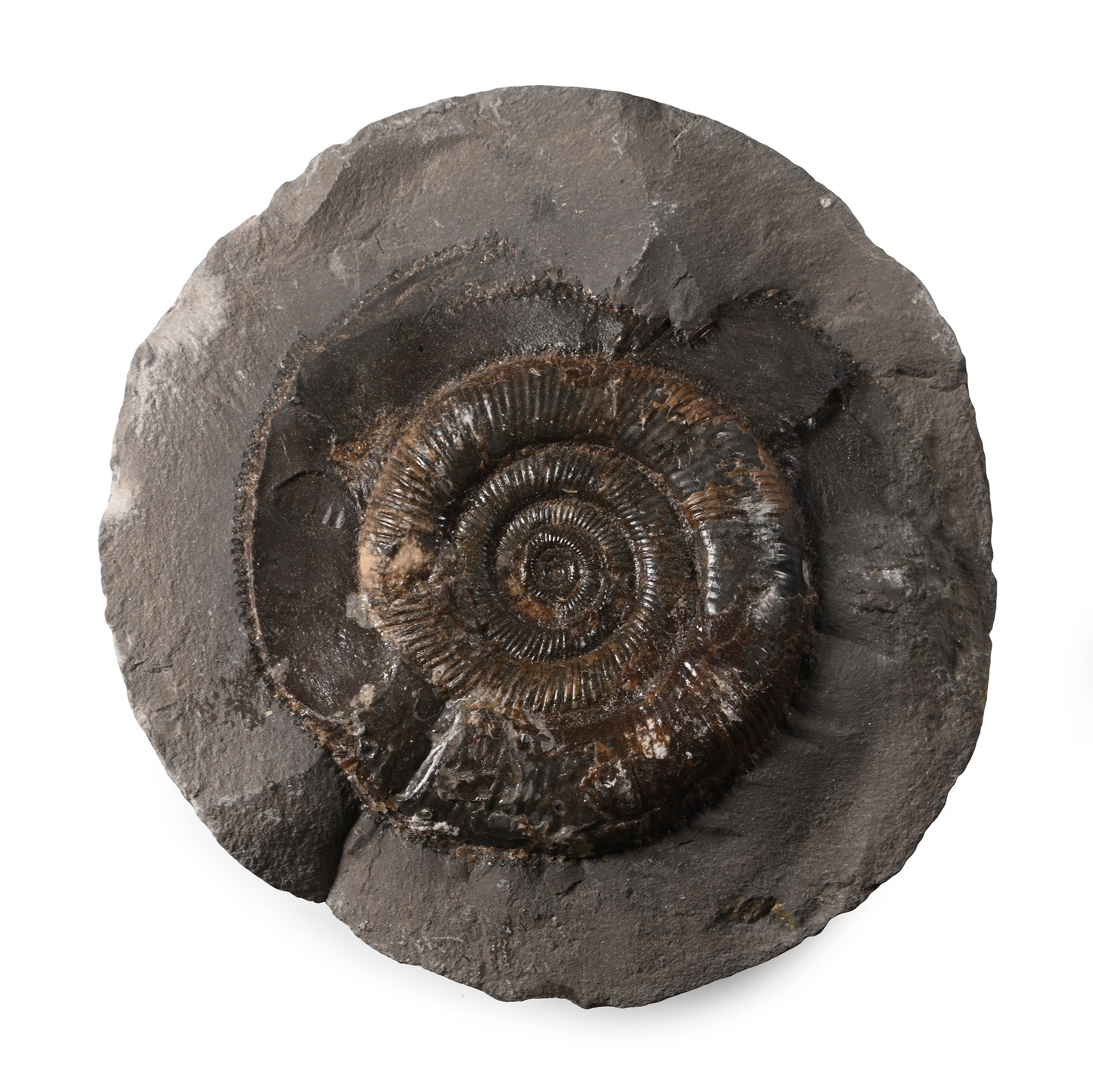 Whitby Dactylioceras Fossil Ammonite