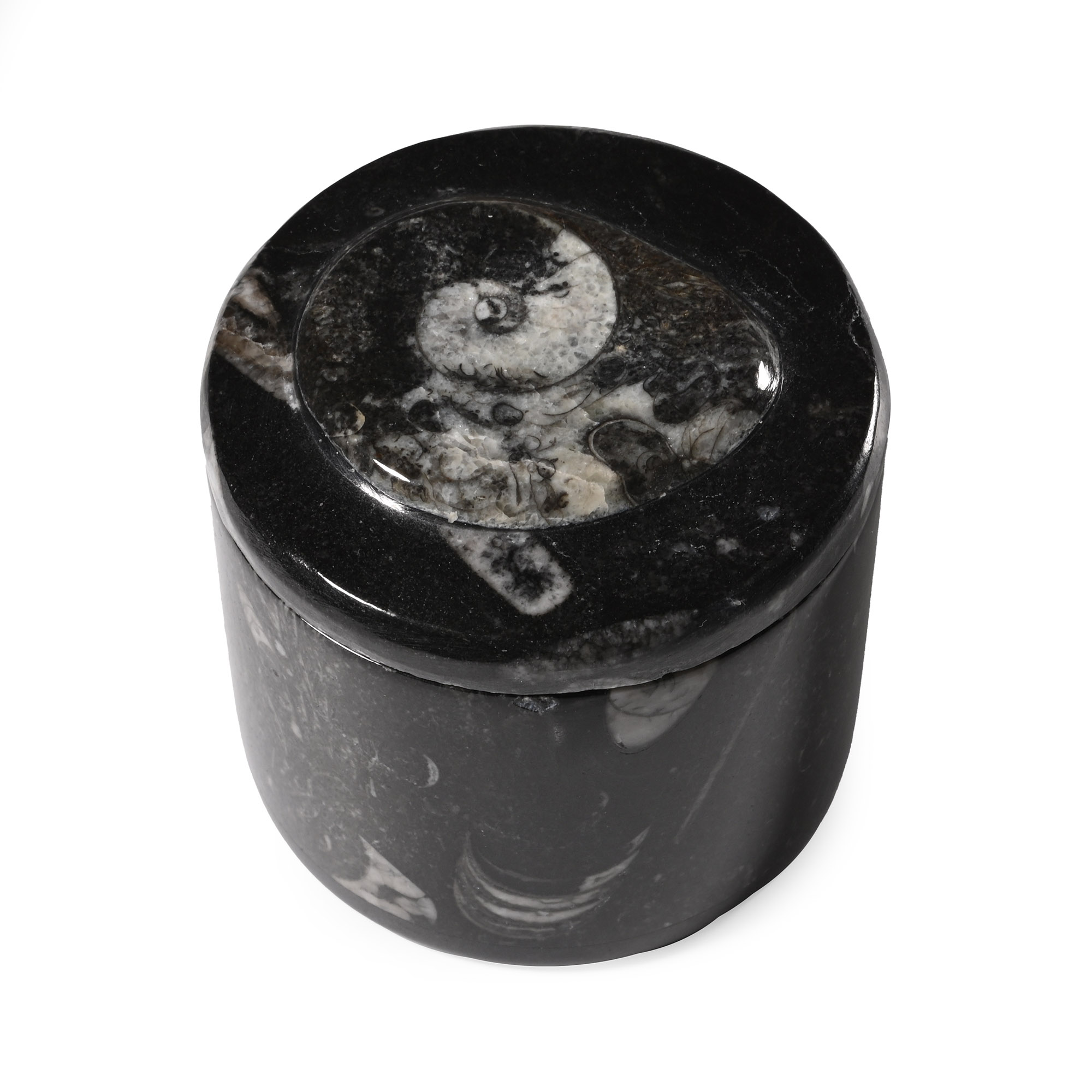 Polished Fossil Goniatite Pot