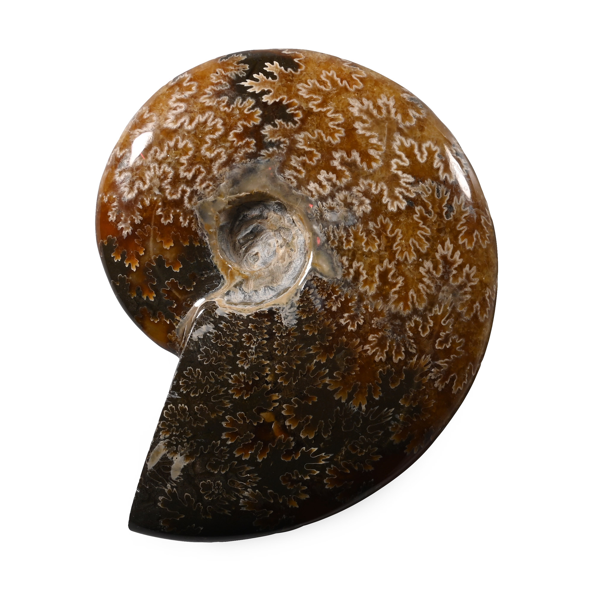 Polished Fossil Cleoniceras Ammonite