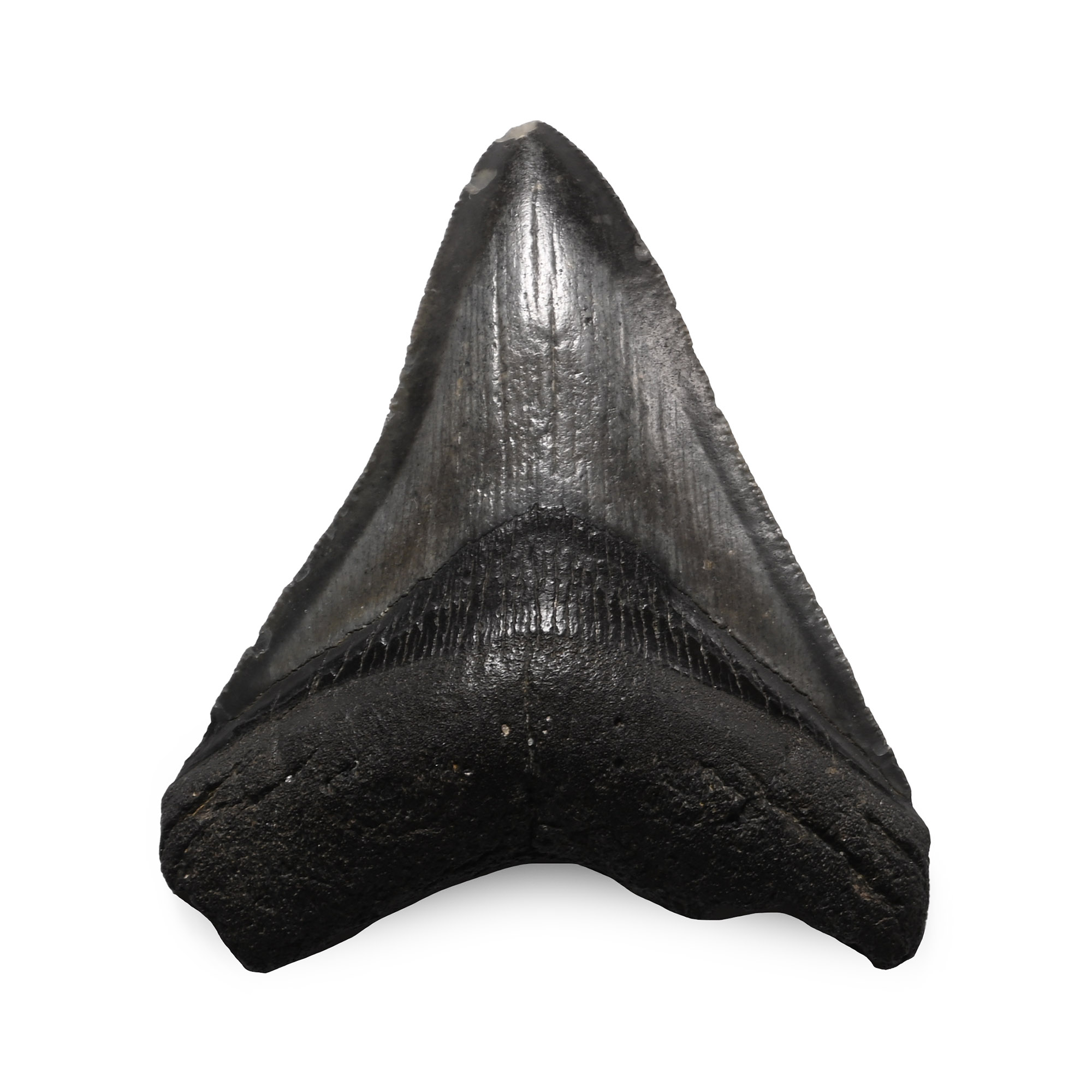 Fossil Megalodon Extinct Giant Shark's Tooth