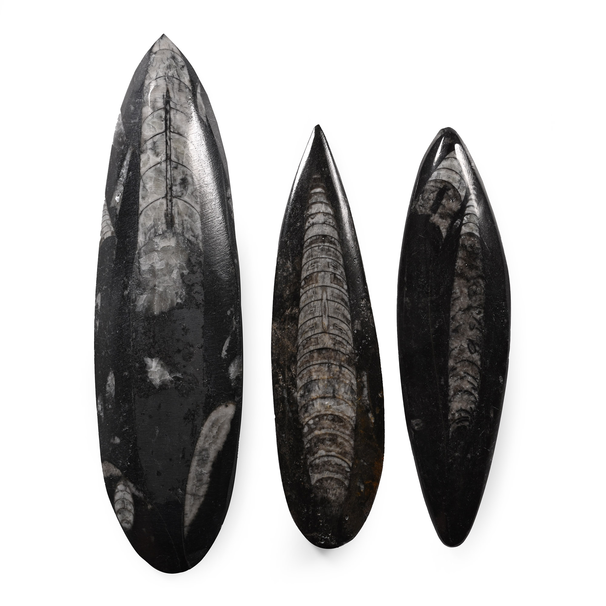 Polished Fossil Orthoceras Group