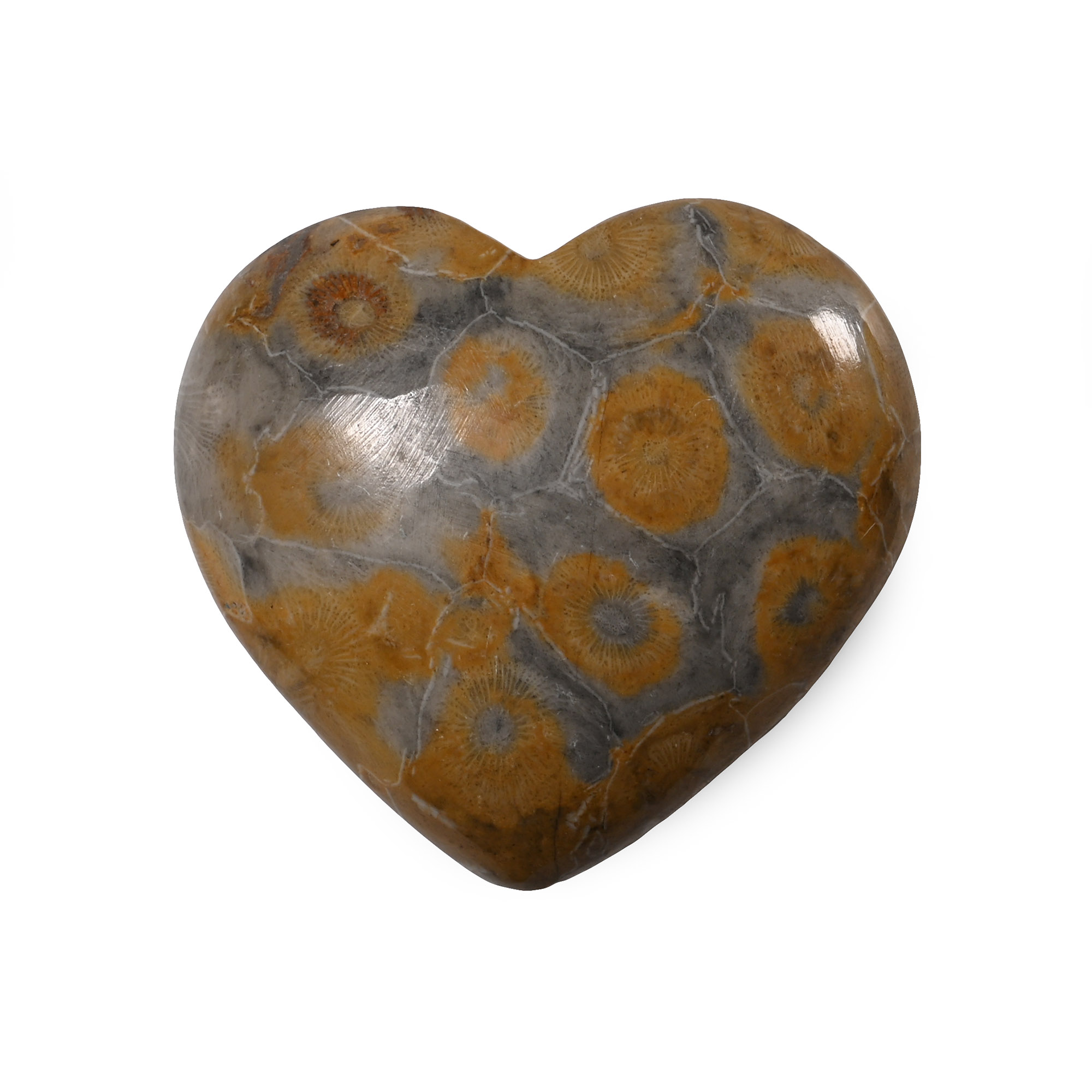 Polished Fossil Coral Head Heart